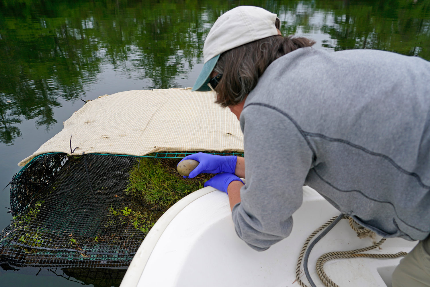 Biologist Tiffany Grade collects a non-viable loon egg from a floating nest on Squam Lake, Friday, June 25, 2021, in Holderness, N.H. Grade is studying the impact PCBs are having on loons and will examine the egg for possible PCB contamination. Researchers in New Hampshire have long struggled to understand why loon numbers have stagnated on the lake, despite a robust effort to protect them. (AP Photo/Elise Amendola)