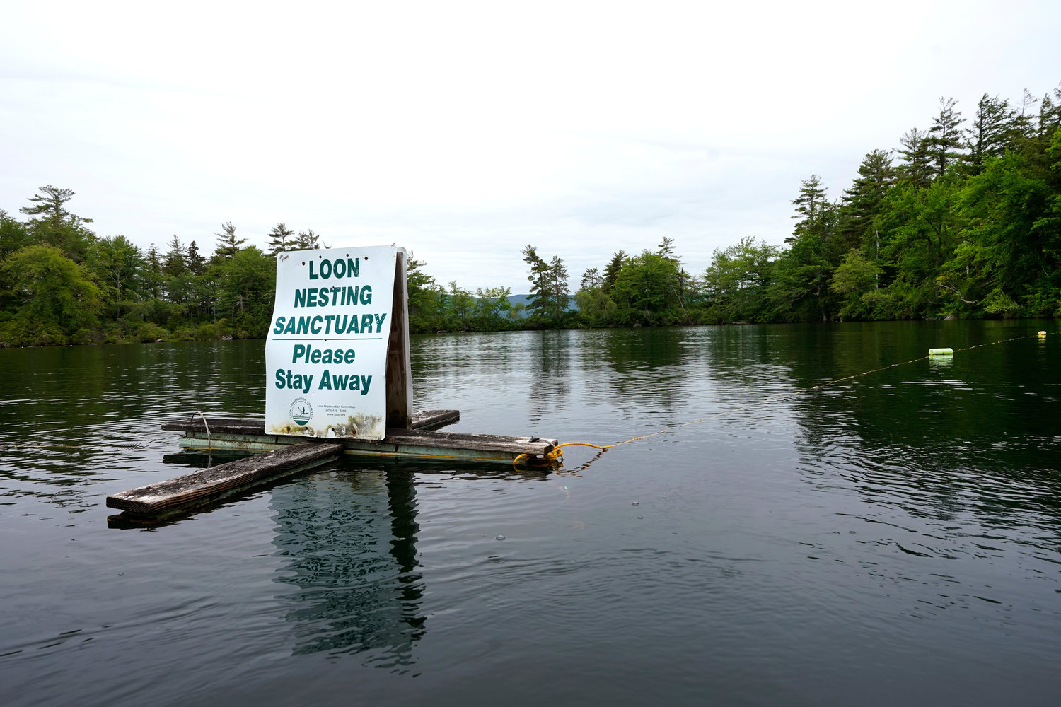 A sign designating a "Loon Nesting Sanctuary" floats on Squam Lake, Friday, June 25, 2021, in Holderness, N.H. Researchers in New Hampshire have long struggled to understand why loon numbers have stagnated on the lake, despite a robust effort to protect them. They are investigating whether contamination from PCBs could be impacting reproduction and believe oil laced with the chemicals was used on nearby dirt roads decades ago. (AP Photo/Elise Amendola)