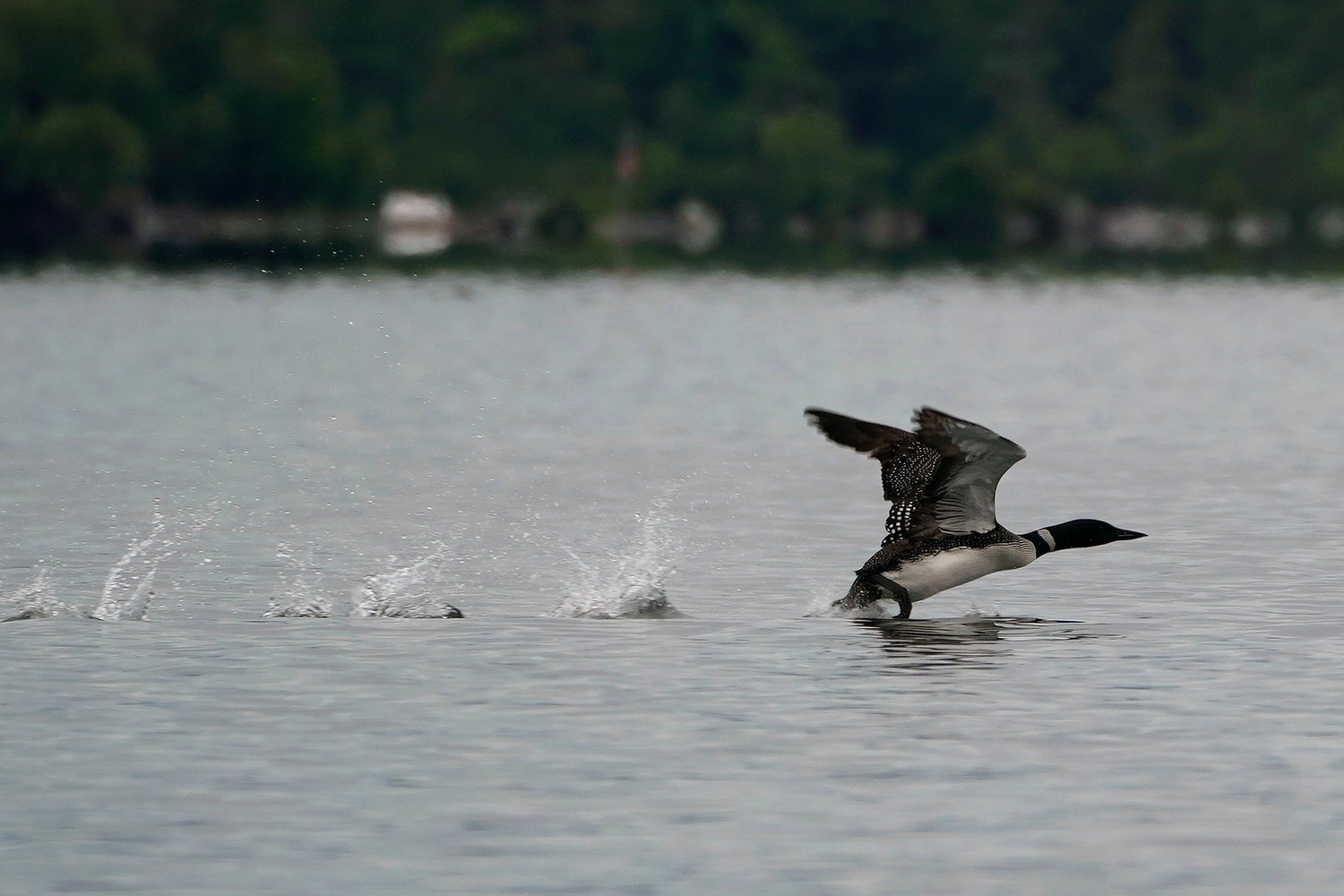 A loon takes flight on Squam Lake, Friday, June 25, 2021, in Holderness, N.H. Researchers in New Hampshire have long struggled to understand why loon numbers have stagnated on the lake, despite a robust effort to protect them. They are investigating whether contamination from PCBs could be the culprit and believe oil laced with the chemicals was used on nearby dirt roads decades ago. (AP Photo/Elise Amendola)