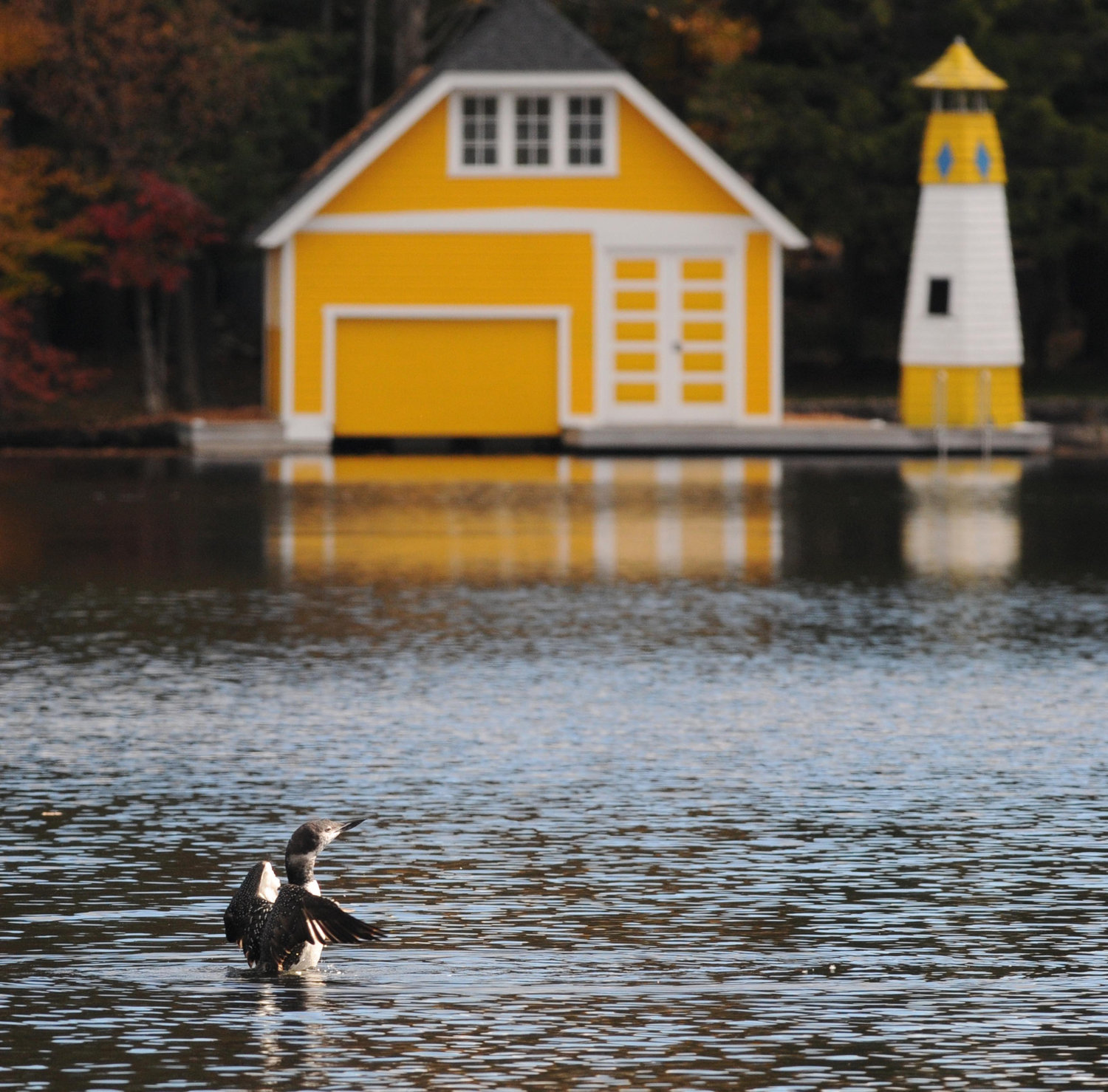 A common loon flaps its wings in the Old Forge Pond with the Little Yellow boathouse in the background.