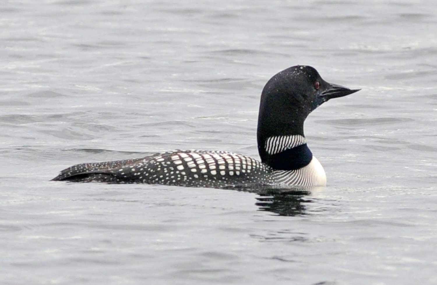 The iconic bird of the Adirondacks the common loon near Forestport.
