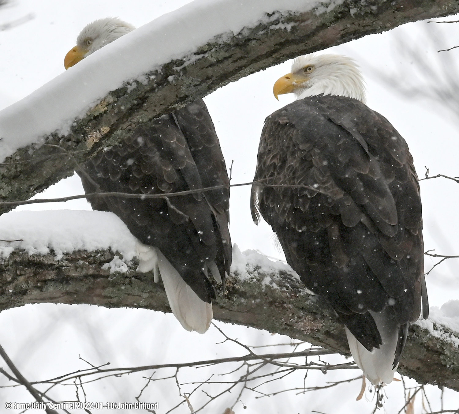 A pair of adult American Bald Eagles braving the snow storm together.