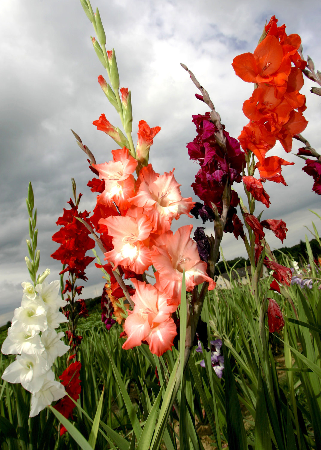 EASY TO GROW — Gladiolus flowers bloom near Sulzburg, southern Germany on Tuesday, July 22, 2008. Gladiolus are easy to grow provided you have a full sun location and good drainage.