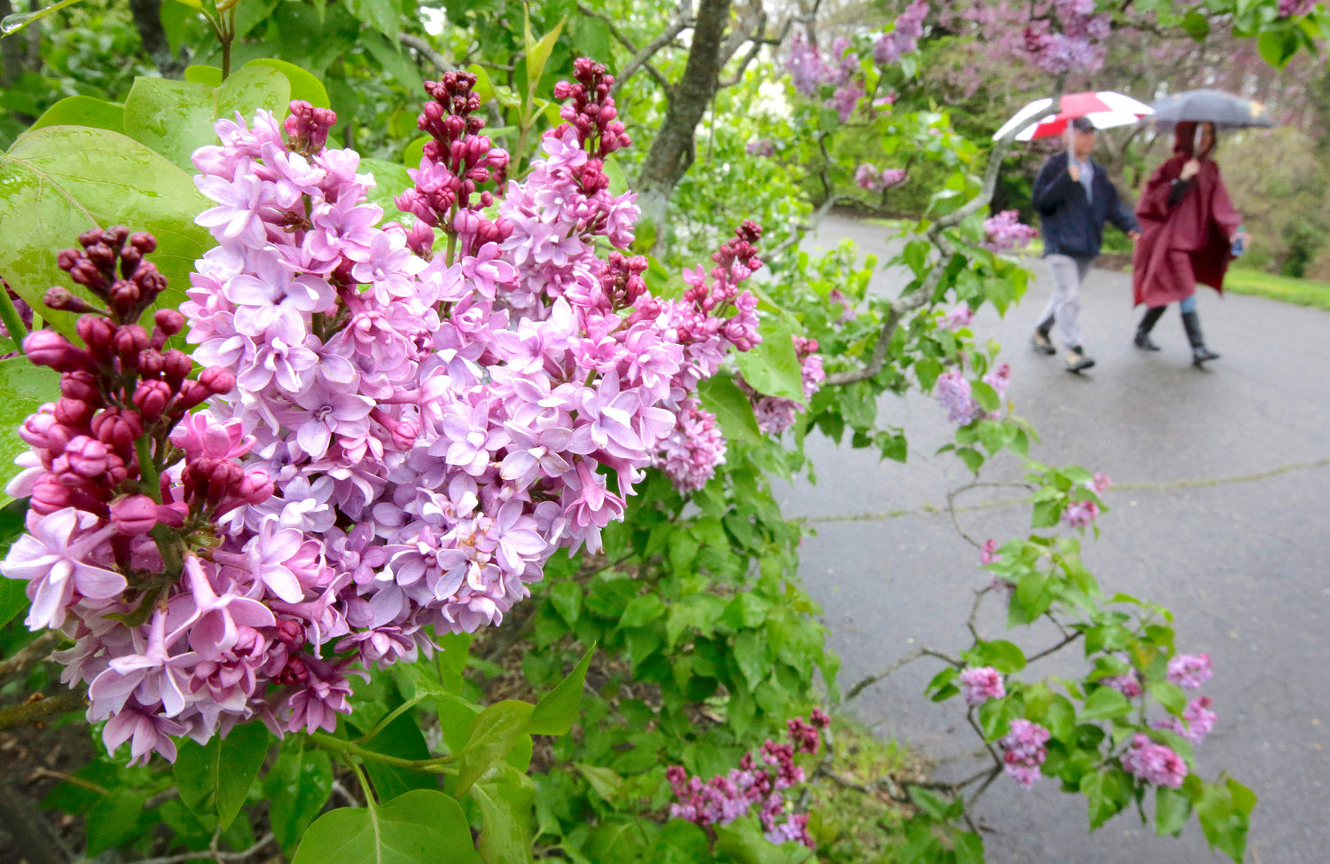 RELIABLE — Visitors use umbrellas as they walk past lilac blossoms during an event called “Lilac Sunday,” in the Arnold Arboretum, Sunday, May 8, 2016, in Boston. This shrub is fragrant, tough, and reliable; it’s also deer resistant.