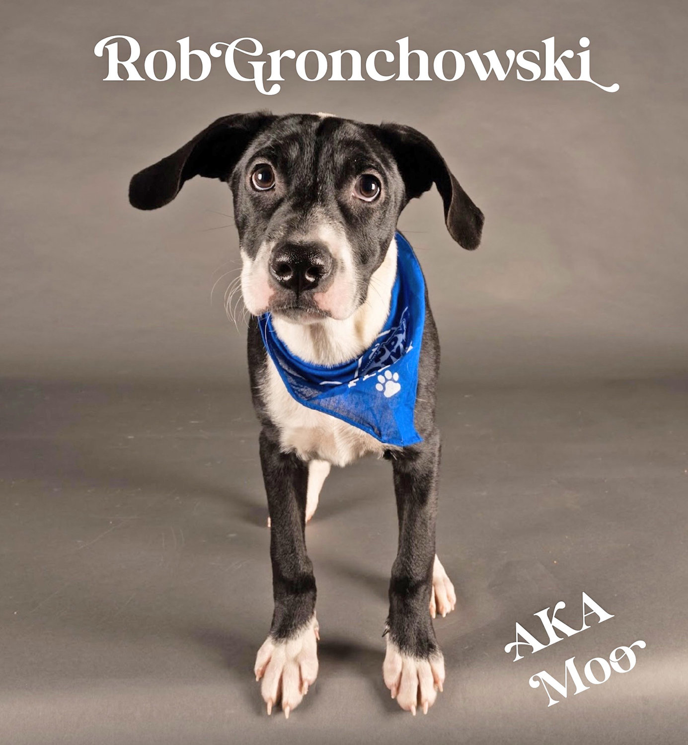 TEAM FLUFF — Rob Gronchowski, aka “Moo,” will represent Team Fluff and the Love My Pitties Rescue, the sister shelter of House of Paws Rescue in Utica, at Puppy Bowl XVIII.