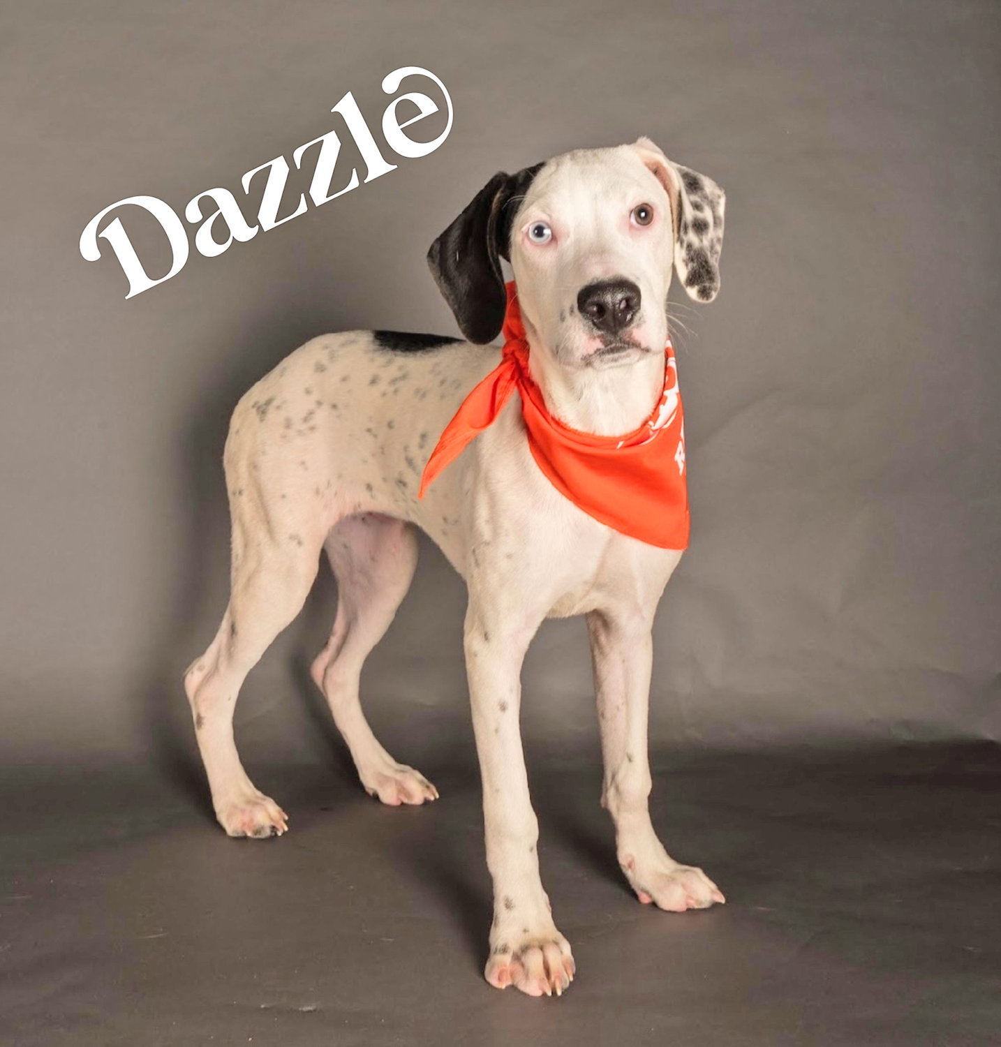 TEAM RUFF — A member of Team Ruff in the upcoming Puppy Bowl XVIII, Dazzle represents House of Paws Rescue in Utica.