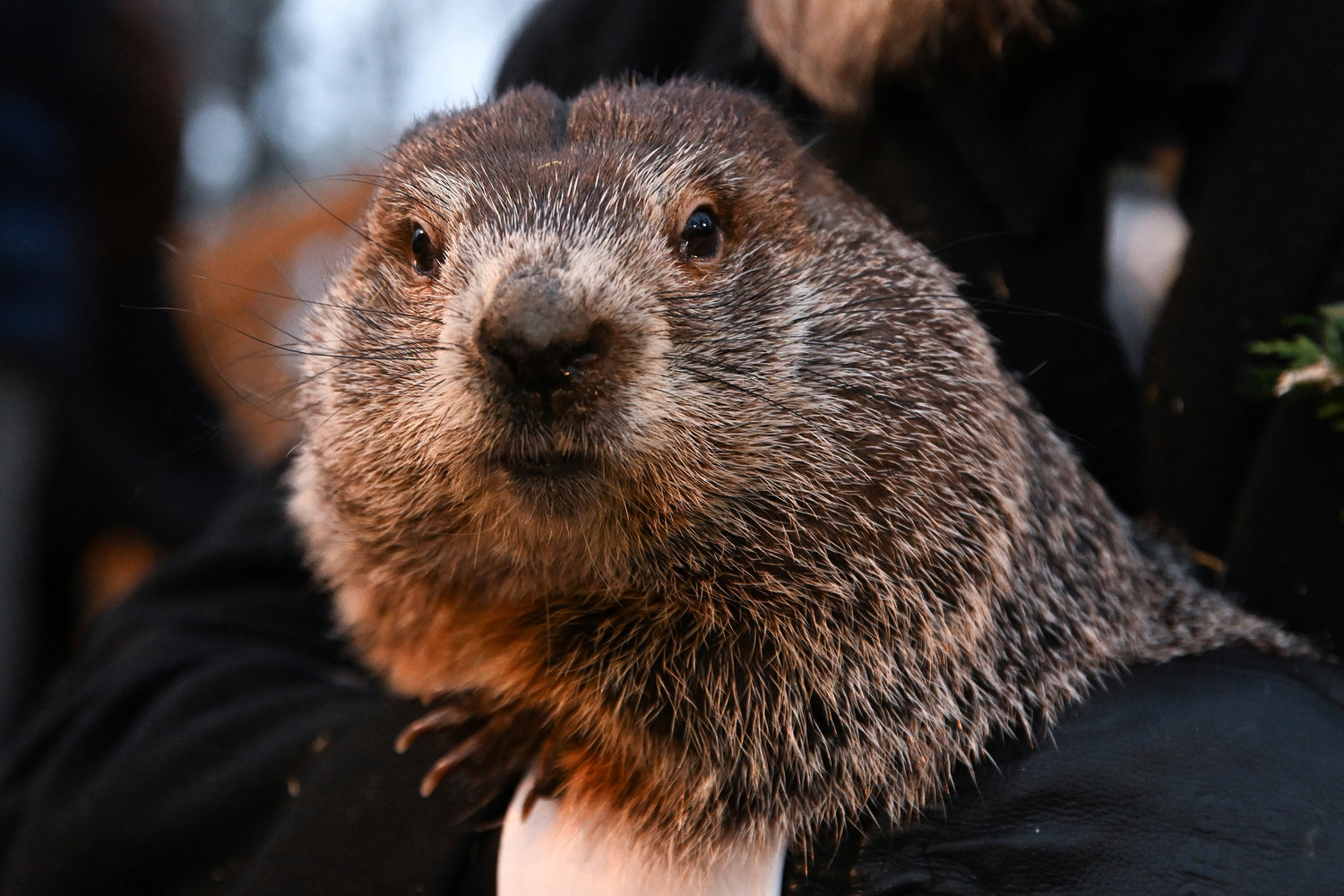 Punxsutawney Phil predicts six more weeks of winter Daily Sentinel