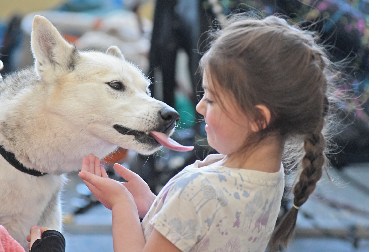 YOU LOOK TASTY — Finley Cataldo smiles as she gets a lick from a happy sled dog, Raspberry, during a presentation by Christina Gates and her sled dog team at a packed Western Town Library on Wednesday.