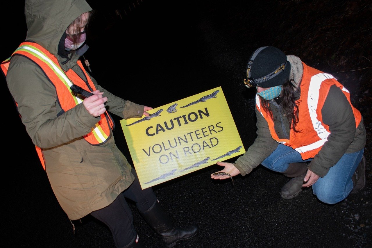 MAY I HELP YOU? — Volunteers equipped with flashlights, reflective vests, and rain gear, help out a wayward salamander in this file photo of an annual amphibian breeding migration in the Hudson Valley. The DEC and a small army of volunteers try to help the vulnerable creatures navigate busy roadways en route to their breeding grounds.