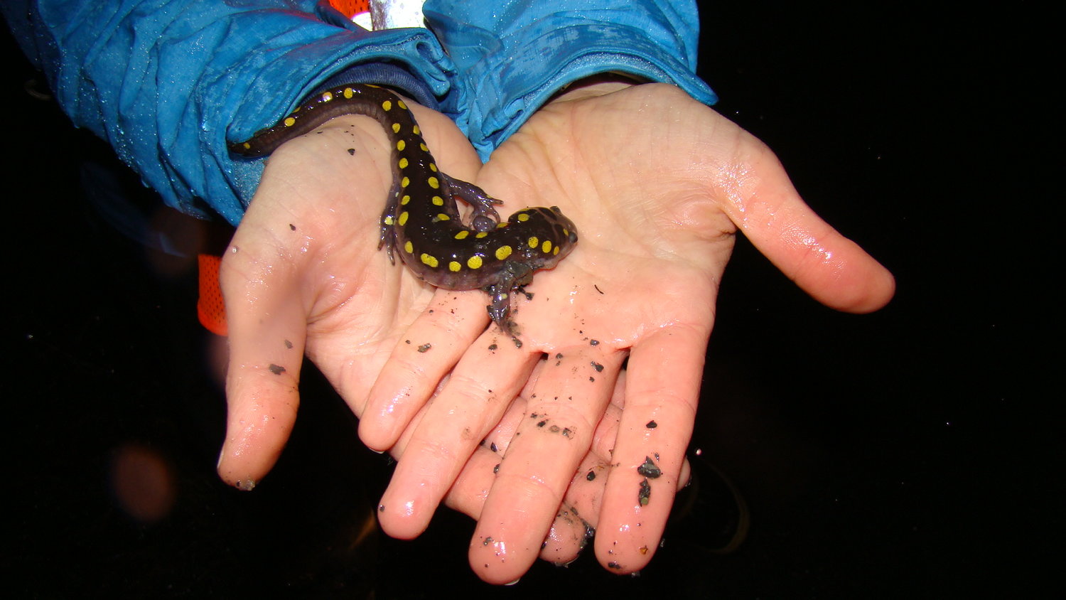 LOOKING FOR LOVE? — A volunteer holds a spotted salamander in this DEC file photo. Volunteers will soon document — and assist — the migration of salamanders and frogs as part of DEC’s Amphibian Migrations and Road Crossings Project.