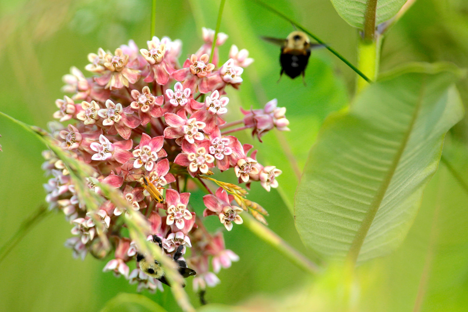 BUZZ ABOUT NATIVE PLANTS — A bee flies toward a blooming milkweed at the Patuxent Wildlife Research Center in Laurel, Md.