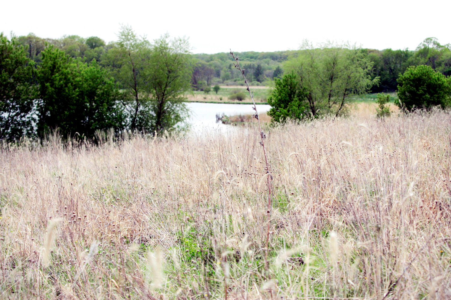 Native grasses — A 30-acre field sloping towards a lake in Prior Lake, Minn., covered in Canada Whild Rye, Big Bluestem, Compass Plant and other native grasses and flowers.