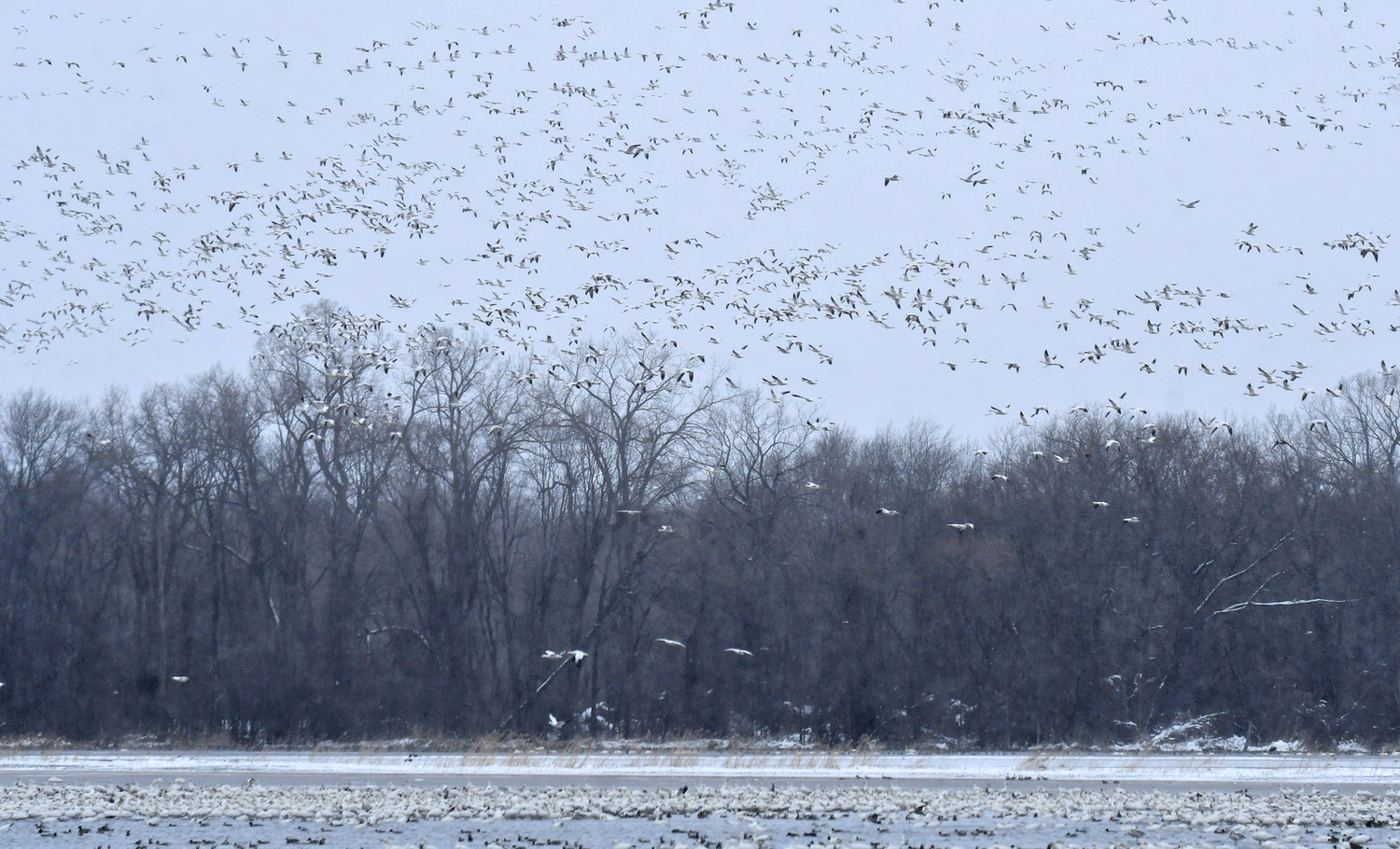 Hundreds of thousands of snow geese take off from Muck Flats near Montezuma Wildlife Refuge Sunday afternoon.