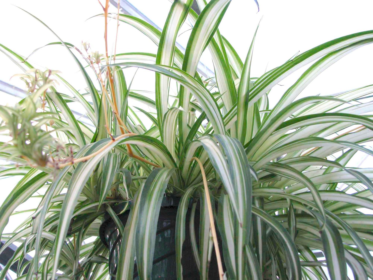 SPRING CLEANING — A spider plant in a hanging basket. Clean plants will help them photosynthesize better. A feather duster will make quick work, especially for plants with small leaves.