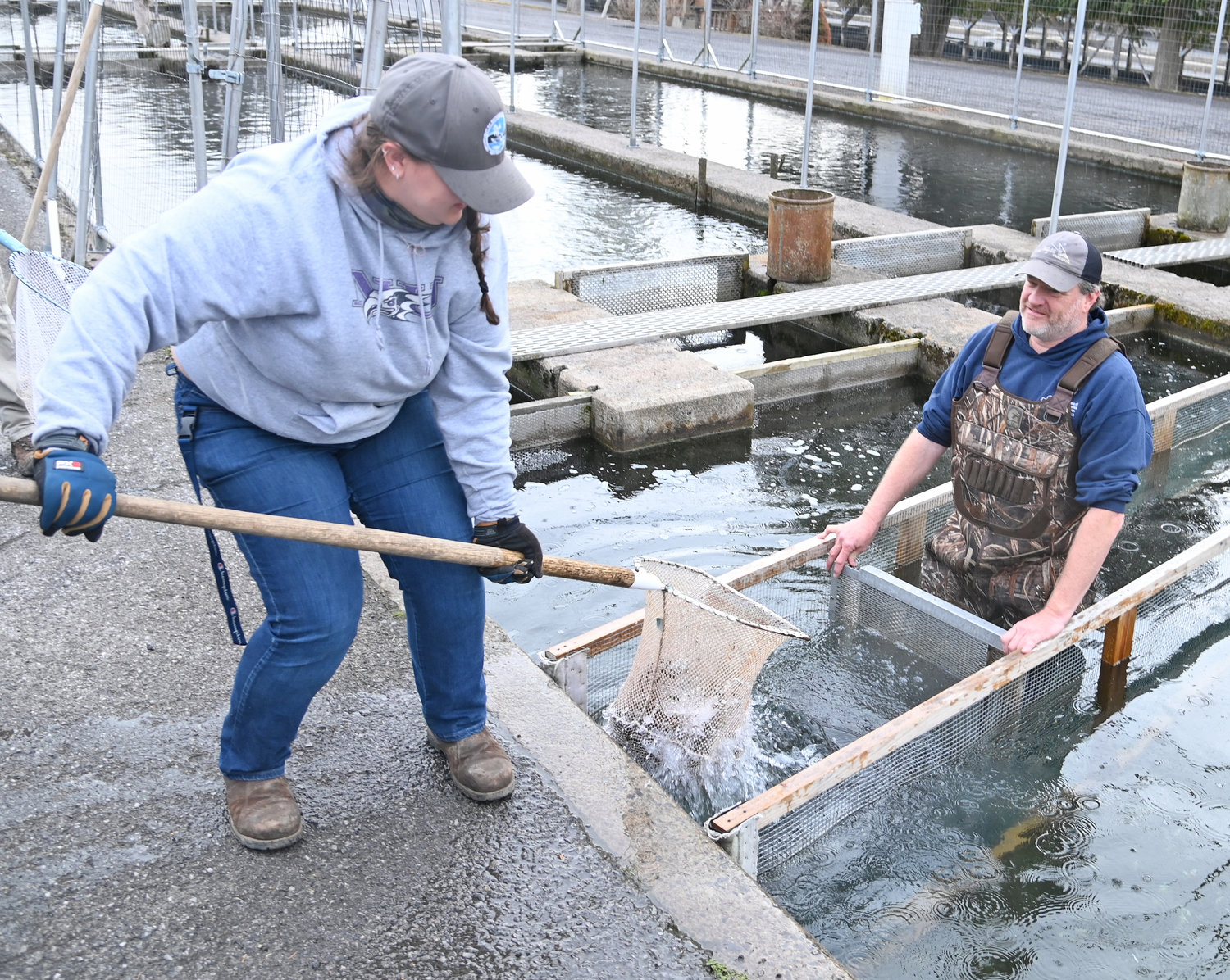 SCOOPING THEM UP — Fish hatchery culturist Liz Kelsey Gossard and Steve Grabowski corral nine-inch brown trout as stocking efforts from the Rome Fish Hatchery are ongoing.
