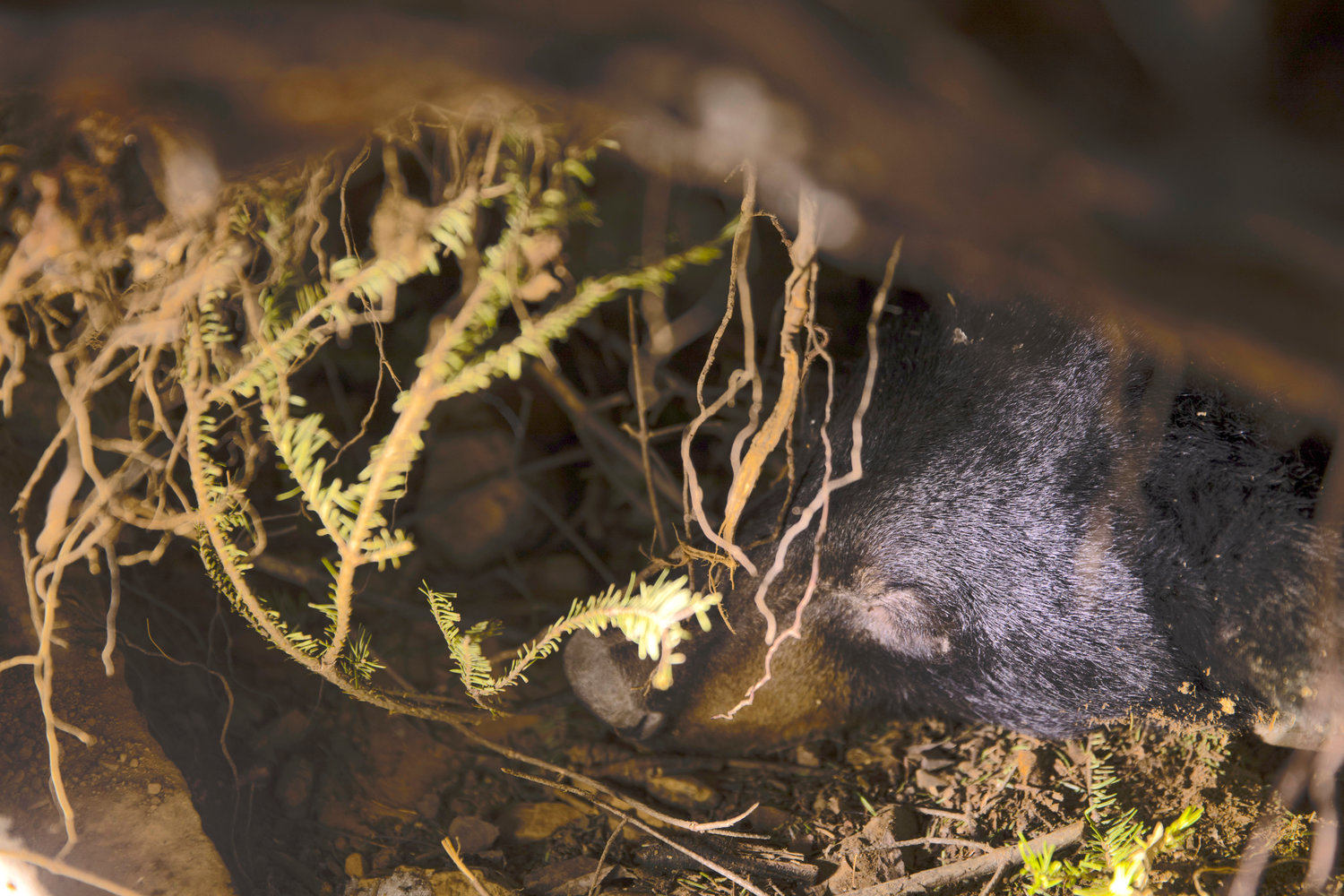 HIBERNATING — A bear hibernates in a den in Grand Portage, Minn. on March 2. Biologists from the Grand Portage Band of Lake Superior Chippewa are tracking the animals and taking biological samples, including a COVID-19 swab, from bears and other mammals for research.