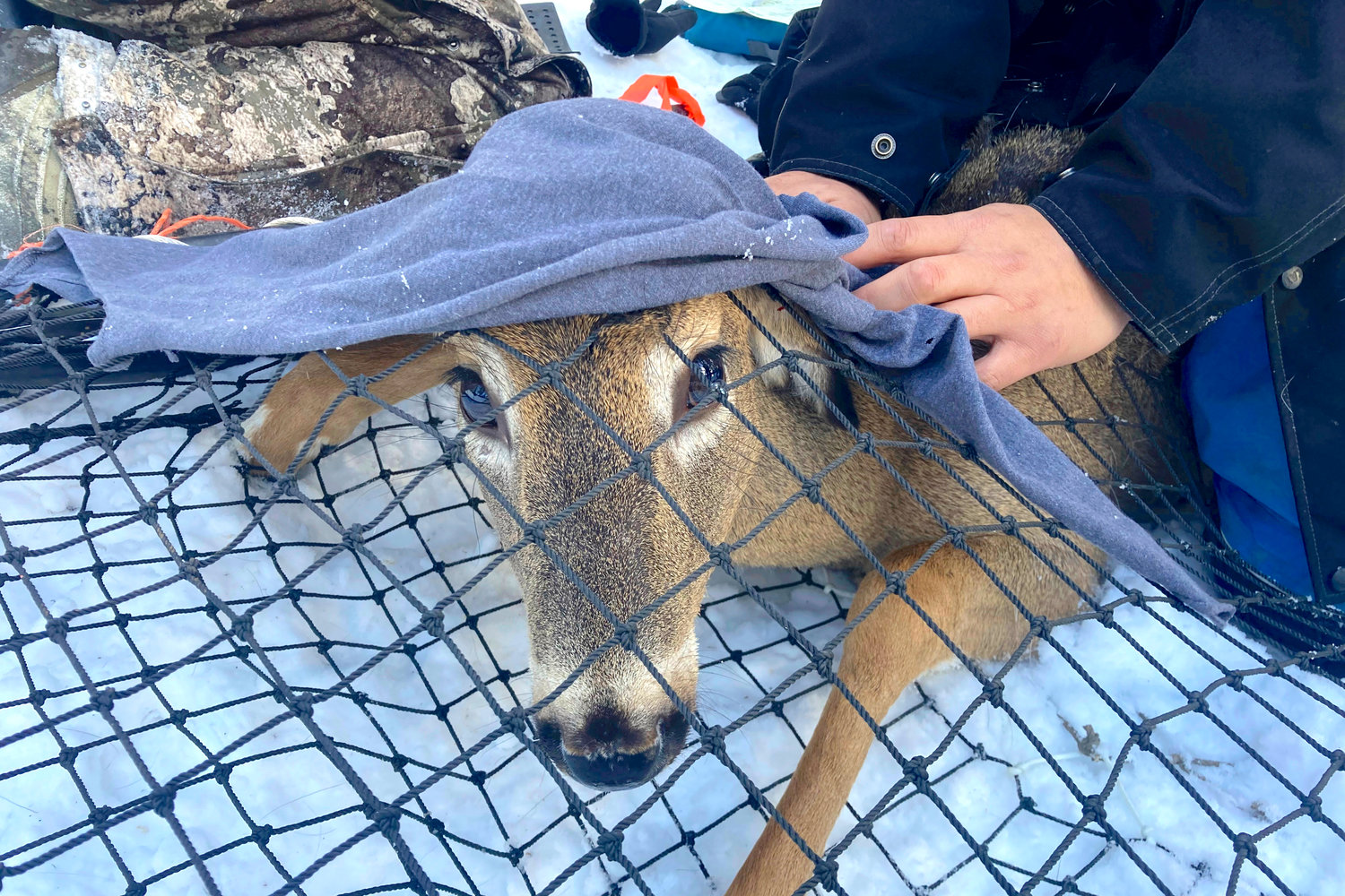 TESTING — A young buck peaks out from under a blanket while in a Clover deer trap. A wildlife team is testing the animal for the coronavirus and taking other biological samples in Grand Portage, Minn. on March 2. Recently, an early Canadian study showed someone in nearby Ontario likely contracted a highly mutated strain from a deer.