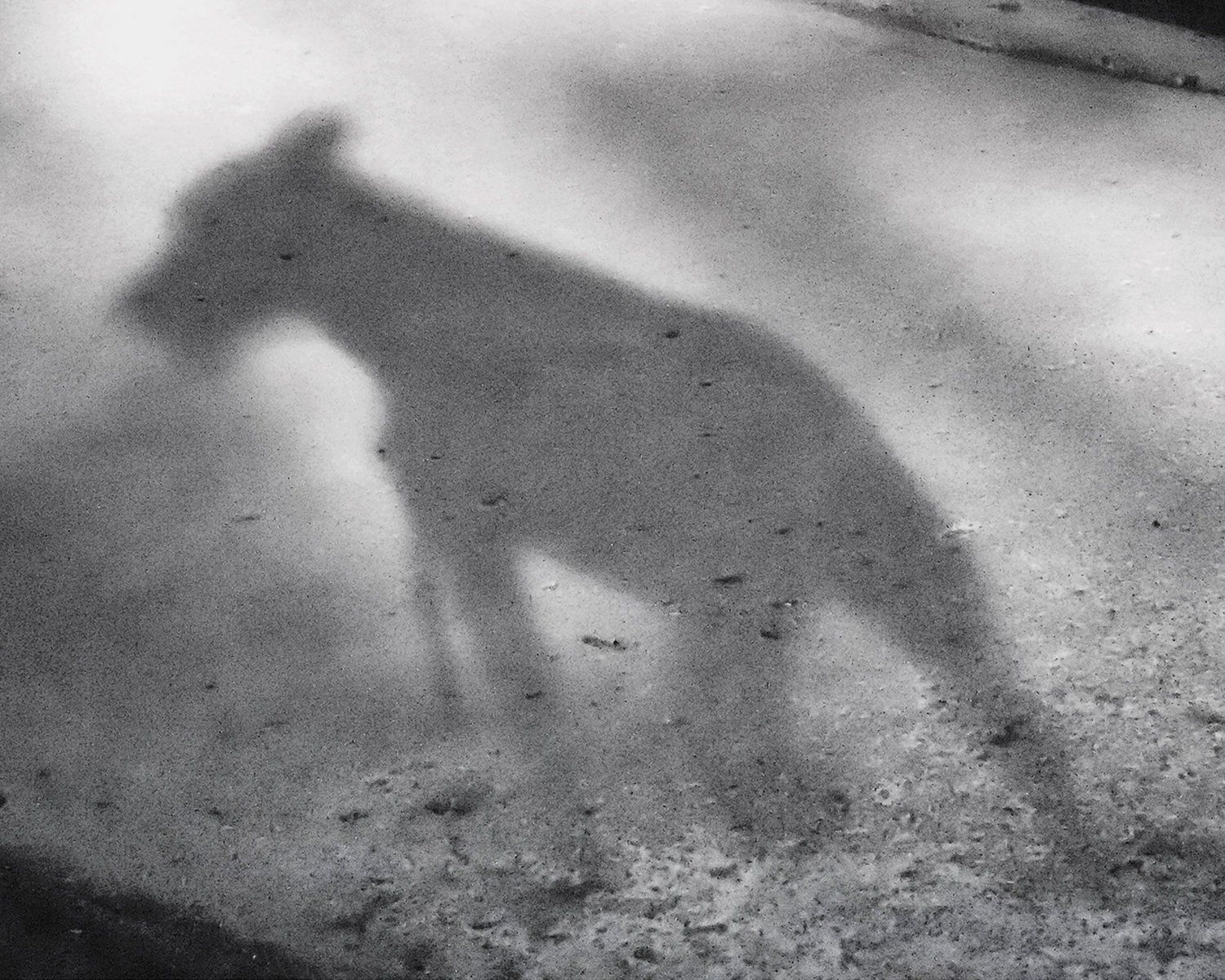 DOG SHADOW — Photo by Larry Migliori