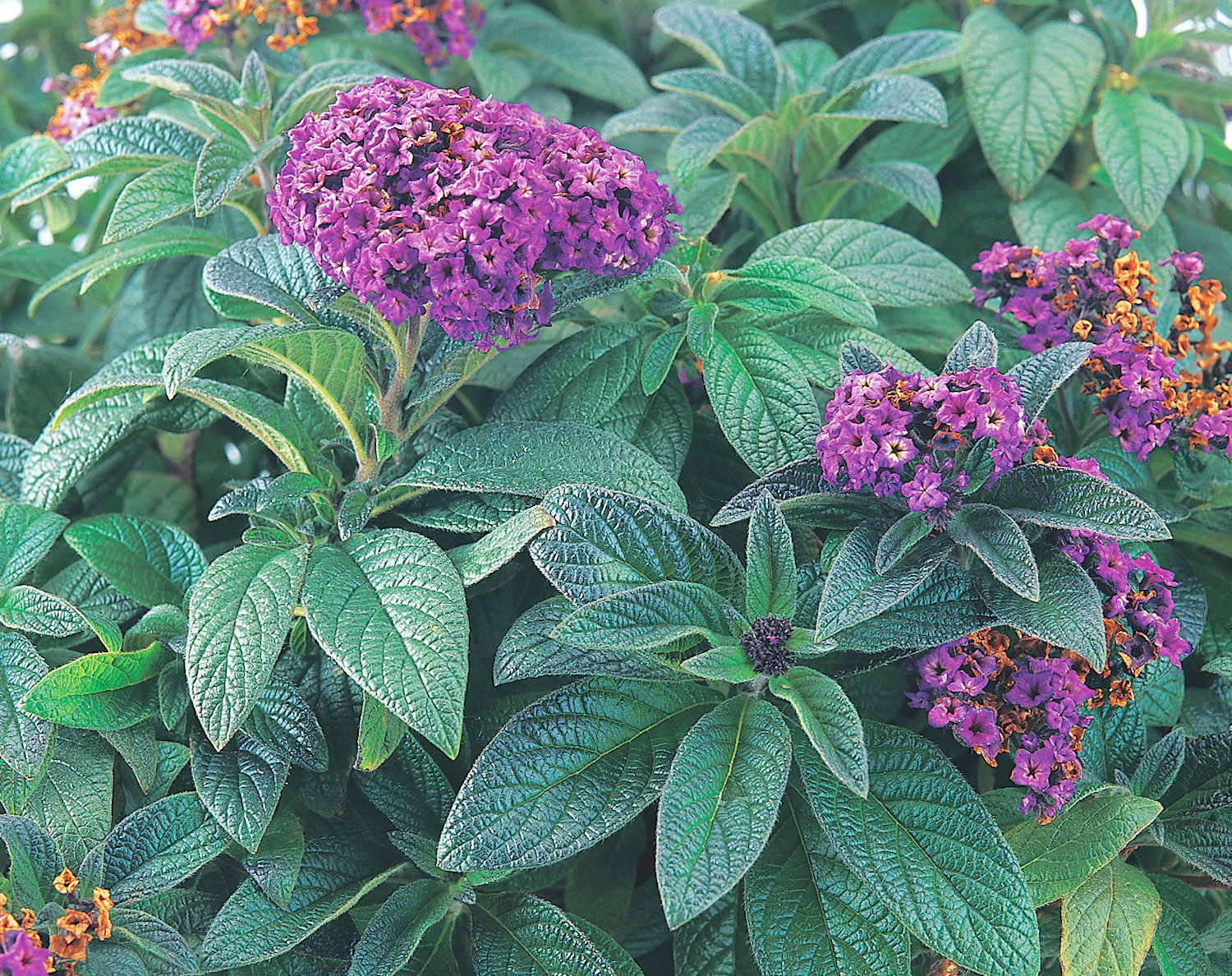 Sweetly scented heliotrope — Although available today in several colors, the dark purple variety was the cottage garden classic familiar in Thornton Wilder’s time.