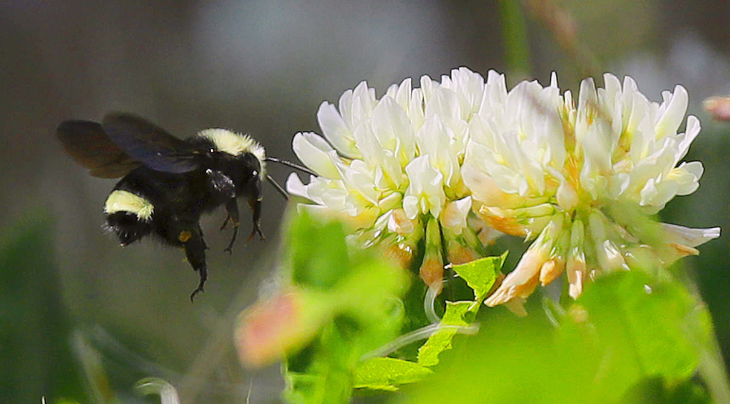 LESS LAWN — A bumblebee flies near clover flowers in Olympia, Wash. You can save money and help pollinators by reducing your lawn footprint.