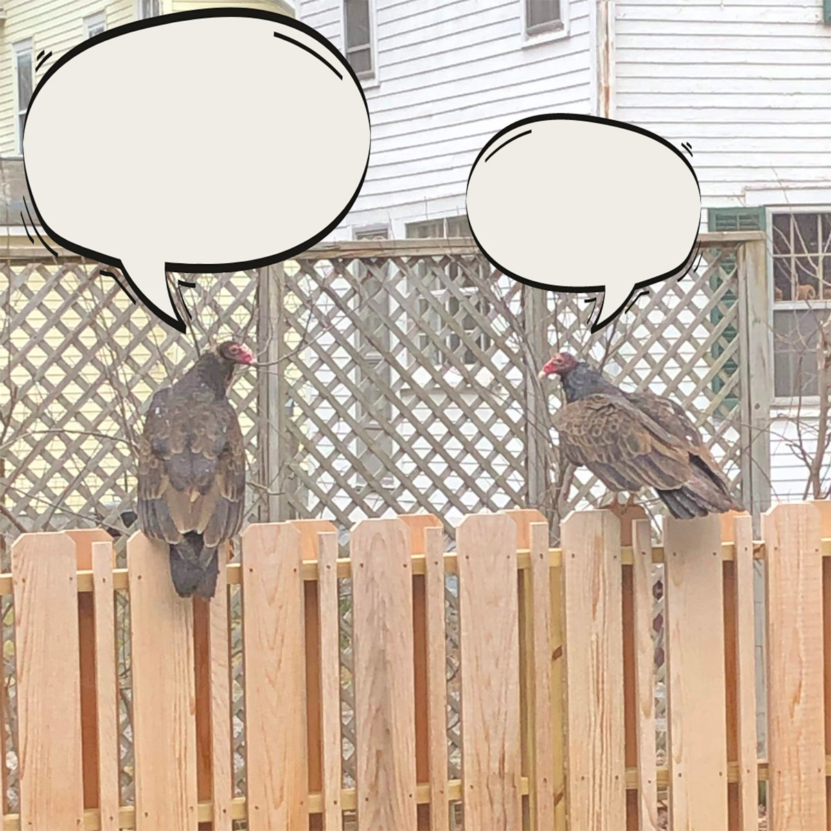 WHAT'S UP? — Kirkland Town Library is holding a Caption Contest for those who would like to guess what these two turkey vultures from Clinton are saying to each other.