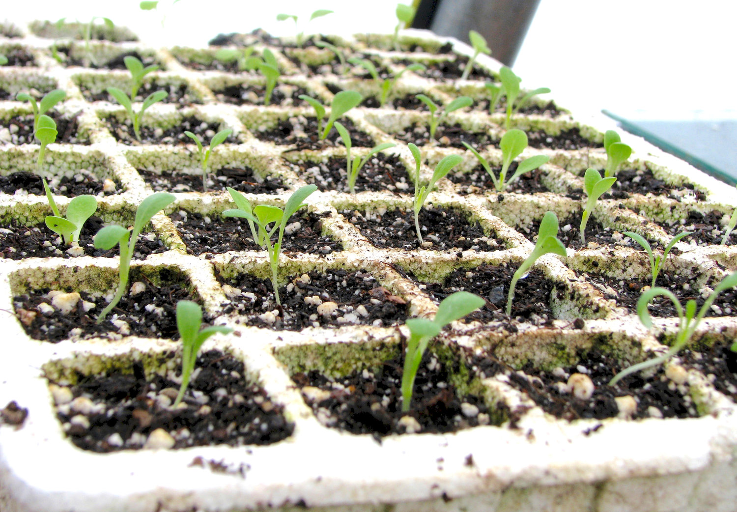 Lettuce seedlings — Salad greens are easy to start from seed; be sure to read the information on the seed packet for guidance such as spacing and thinning. You can also find plants for sale very early in the season.