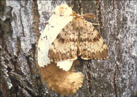 EFFORT UNDER WAY — A spongy moth is shown in this New York State Department of Environmental Conservation.  Soon, volunteers — who have been at work over the winter trying to protect trees in Utica’s Frederick T. Proctor Park — will place sticky bands around the trunks of various trees in a bid to thwart the efforts of the voracious insect.