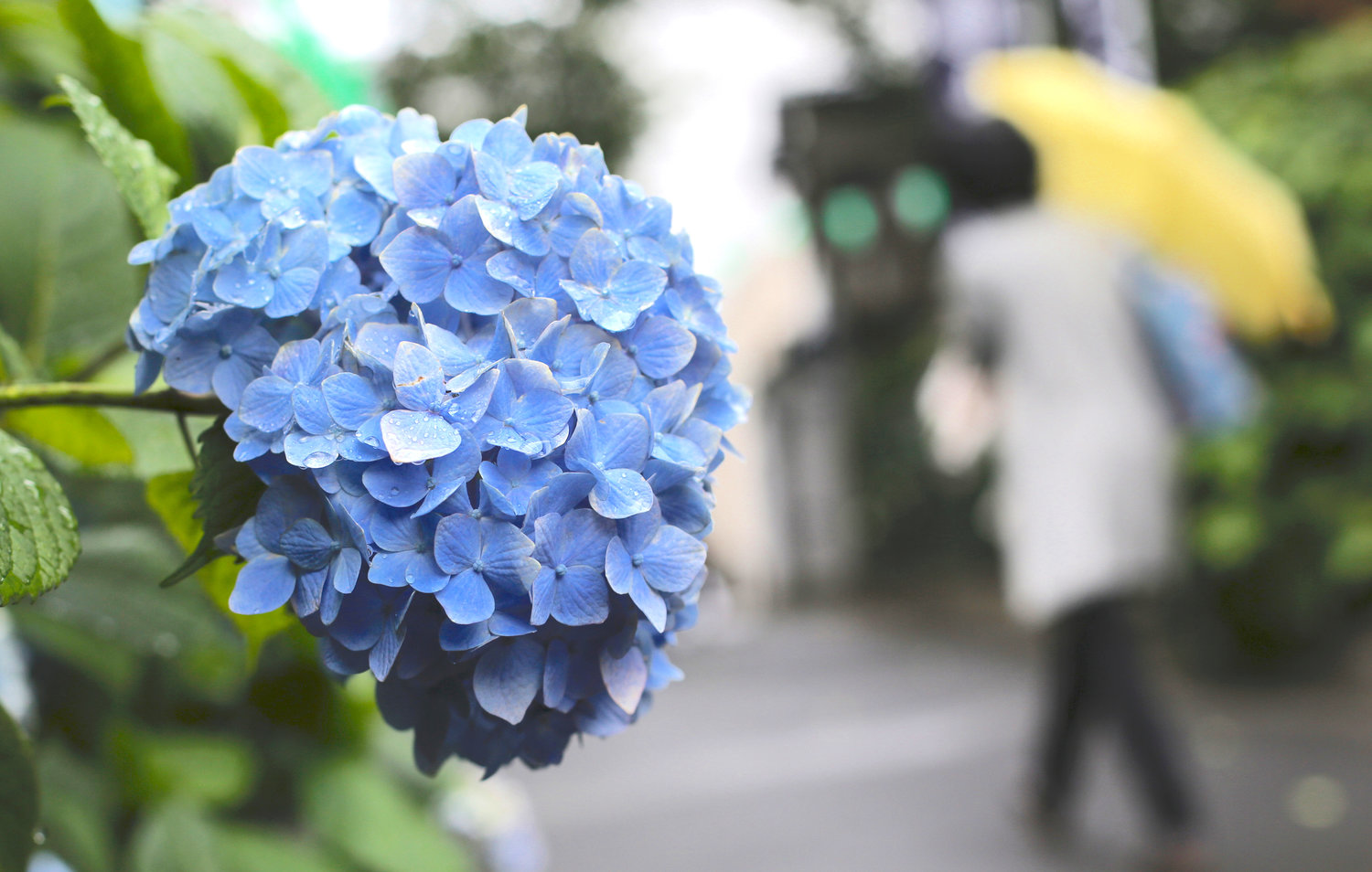 Hydrangea flower are in bloom in the rain at a shrine in Tokyo.