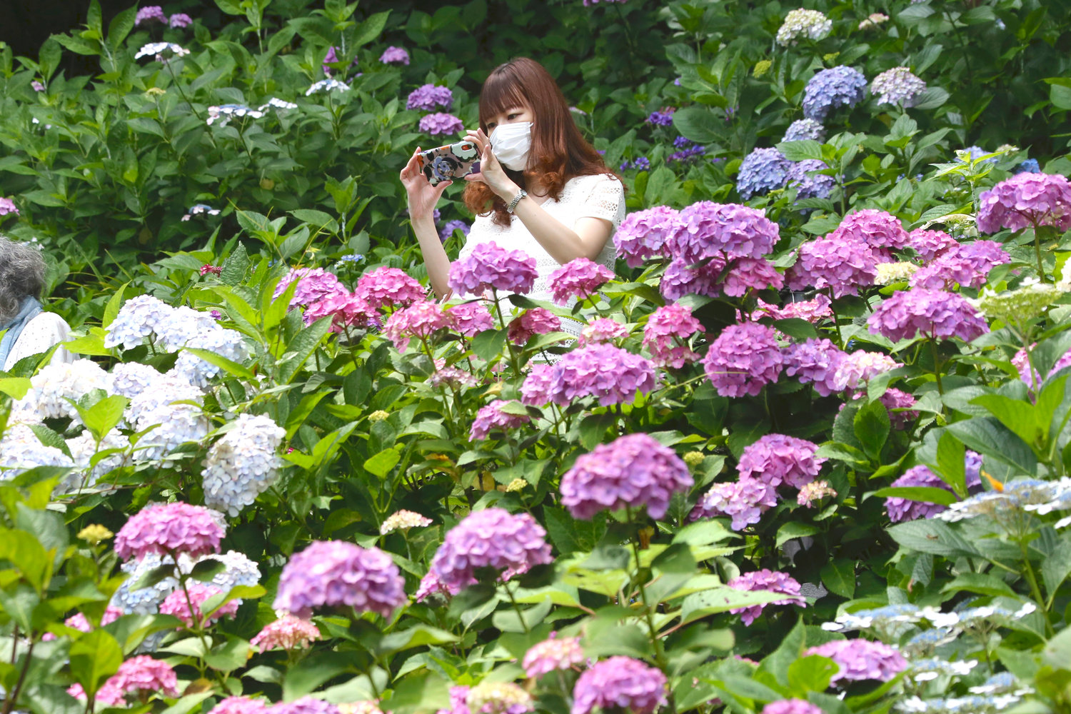 A woman wearing a face mask to protect against the spread of the new coronavirus takes a photo of full bloomed hydrangea at Hasedera temple in Kamakura, near Tokyo. The Buddhist temple is one of Kamakura’s famous hydrangea spots.