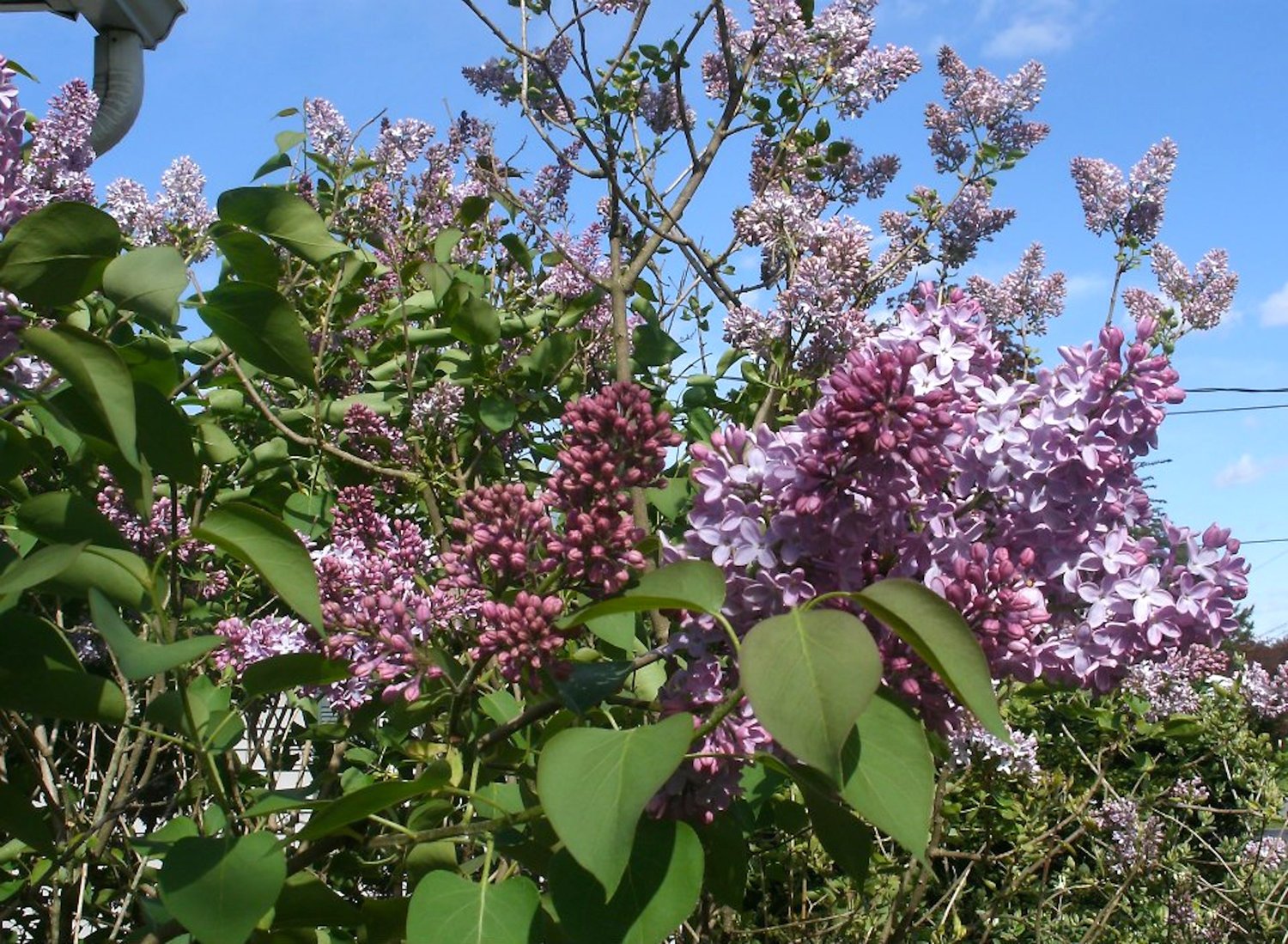 Lilacs have come a long way from the traditional purple blooms; you can find lilacs that are in hues of red, pink, blue, yellow, cream or white.