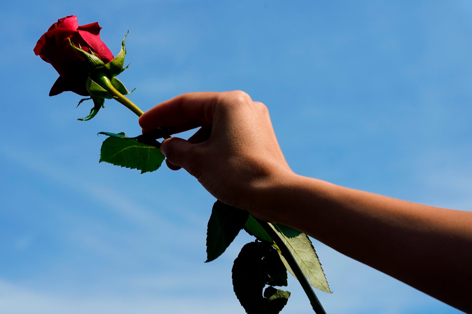 A person holds a flower as a group prays outside of the scene of a shooting at a supermarket in Buffalo, N.Y., Sunday, May 15, 2022. (AP Photo/Matt Rourke)