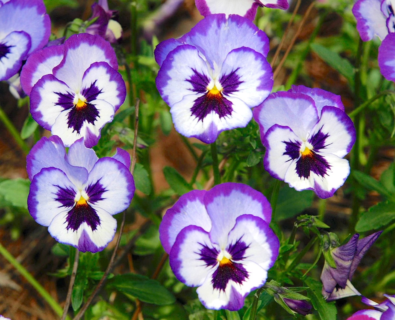 A group of pansies called Panola Violet Picotee grows near the entrance of the University of Tennessee Gardens, in Knoxville, Tenn.