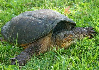 A snapping turtle ambles through some grass in this New York State Department of Environmental Conservation file photo.  DEC officials are urging motorists to be on the lookout for turtles crossing roadways as the nesting period for the shelled creatures is under way through June.