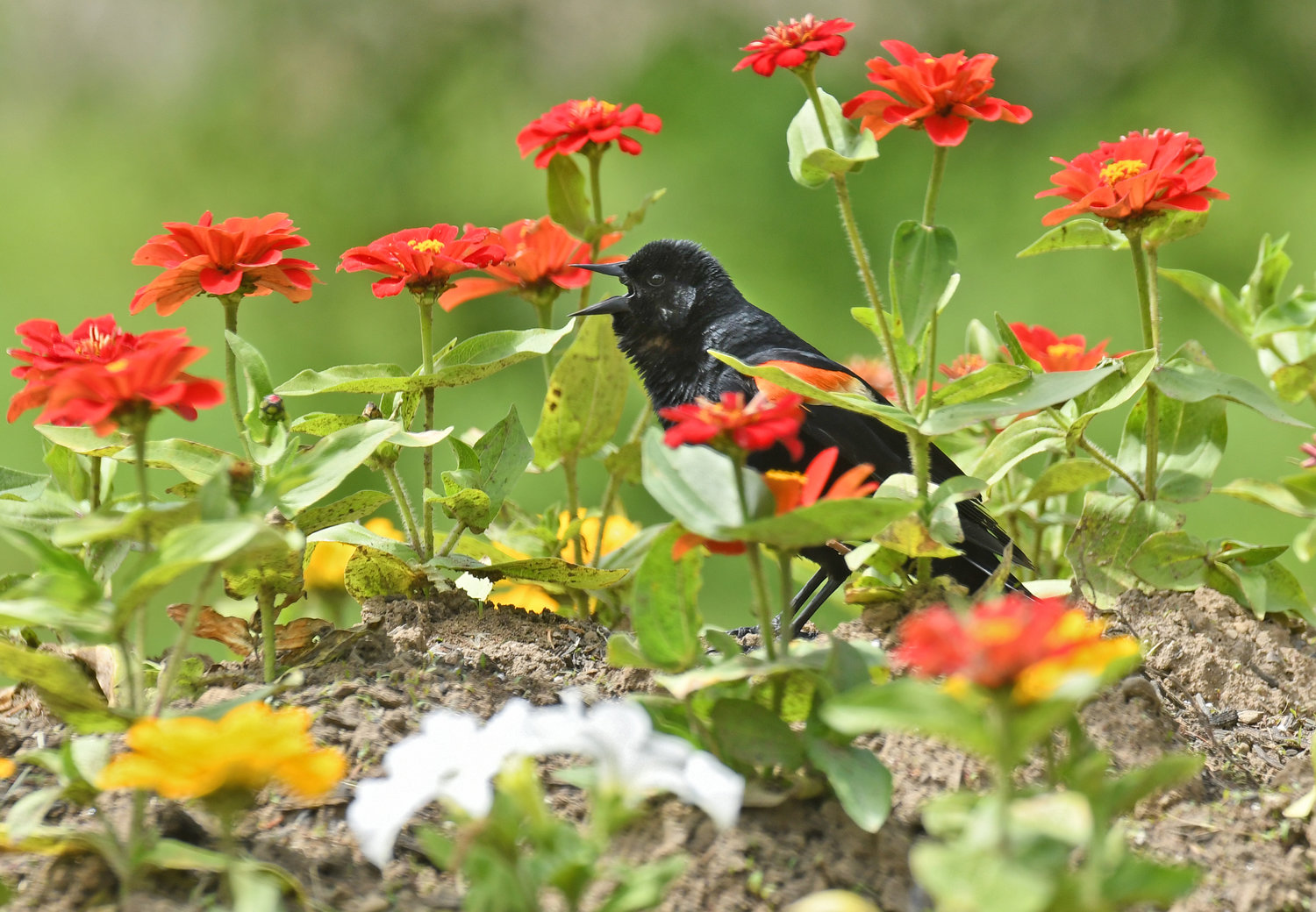 A red-winged black bird calls from a flower bed at Delta Lake State Park last Thursday. The New York Breeding  Bird Atlas is seeking help from citizens from across the state for a multi-year project of collecting important field data on our feathered friends.