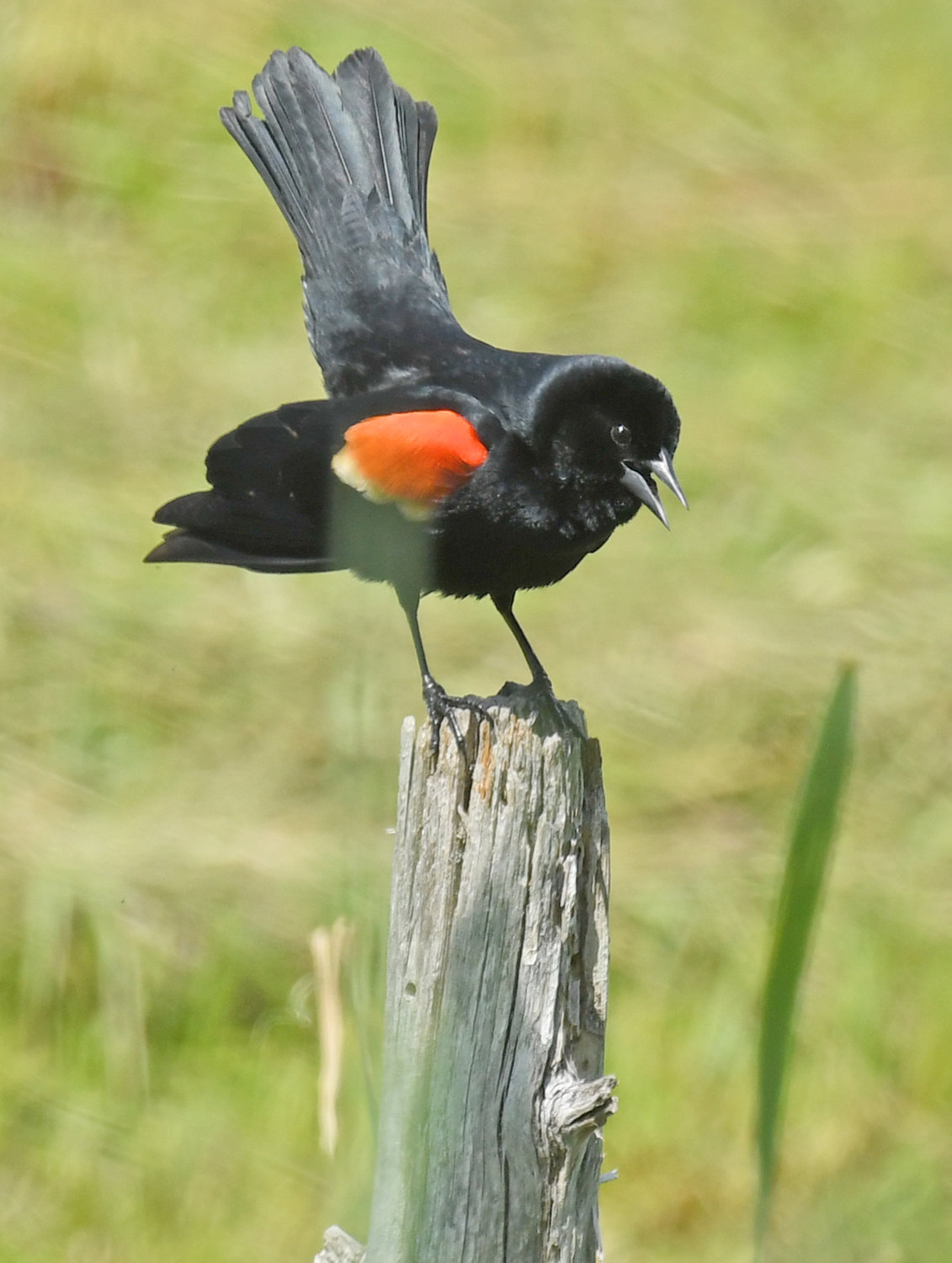 Red Winged black bird on a post off of Wood Creek Road.