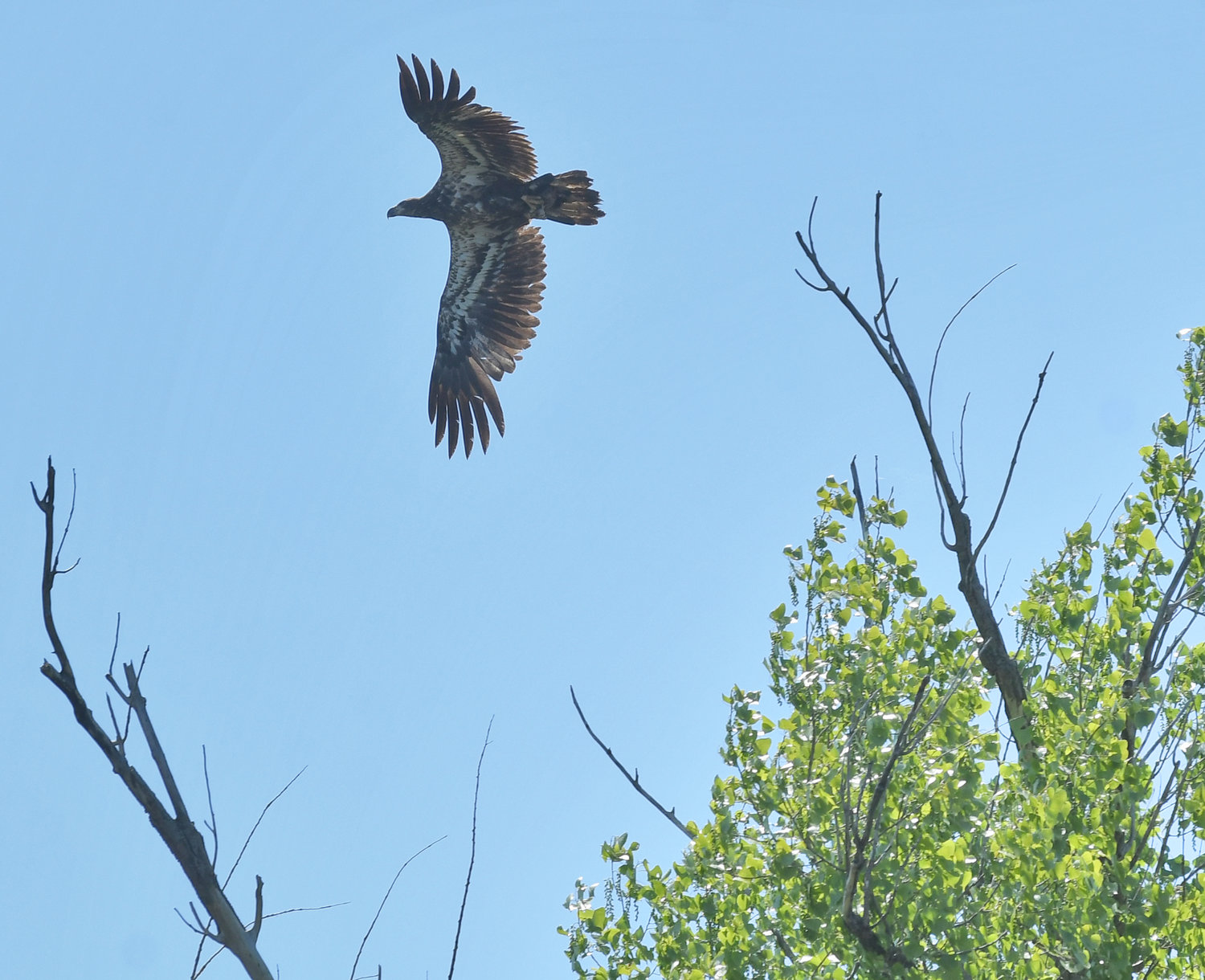 A juvenile American Bald Eagle was spotted doing a fly-by in Sylvan Beach on Tuesday, May 24.