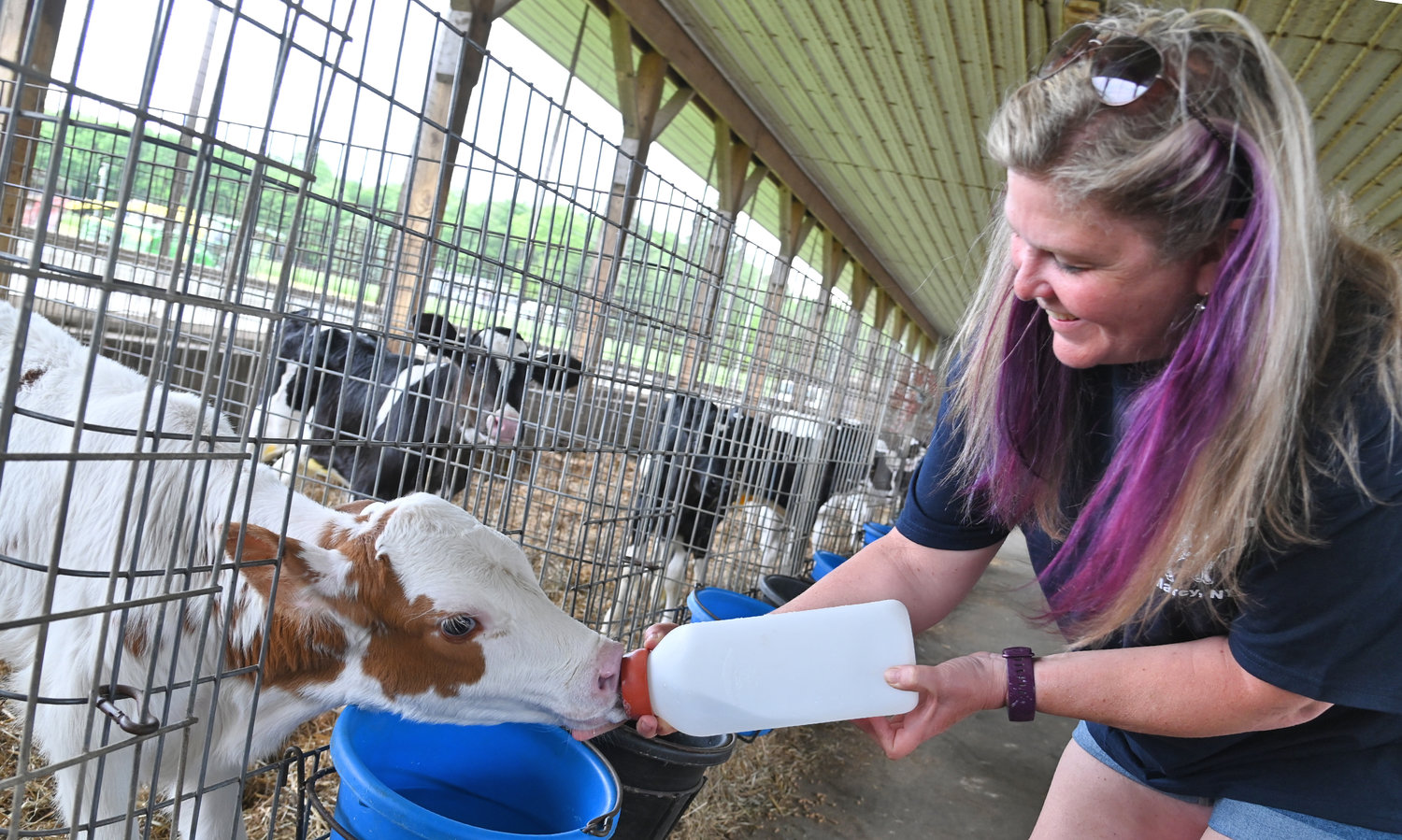 Terri DiNitto bottle feeds a calf at DiNitto Farms. The Marcy farm will once again host Farm Fest this Friday from 4:30 to 8:30 p.m. The popular event —— returning in person after a two-year COVID hiatus — helps to show and engage local residents with a variety of demonstrations and activities to highlight local agriculture.