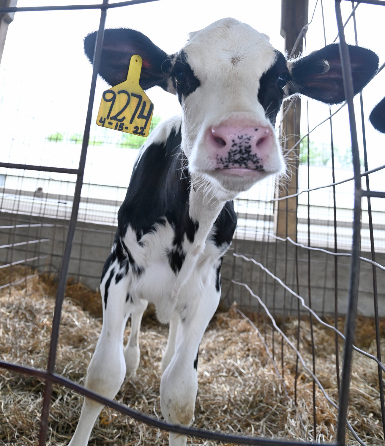 A calf at DiNitto Farms will be at Farm Fest this Friday. The Farm has about 1,200 head of cattle with some 550 cows milked daily.