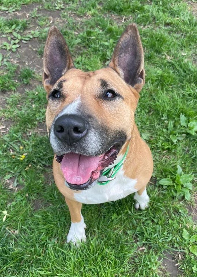 Tatiana was surrendered because her owner passed away and nobody in the family wanted her. Tatiana is 5 years old. She is housebroken, loves to play, and is good with other dogs. To adopt Tatiana, visit the Herkimer County Humane Society at 514 State Route 5S in Mohawk, or call 315-866-3255.