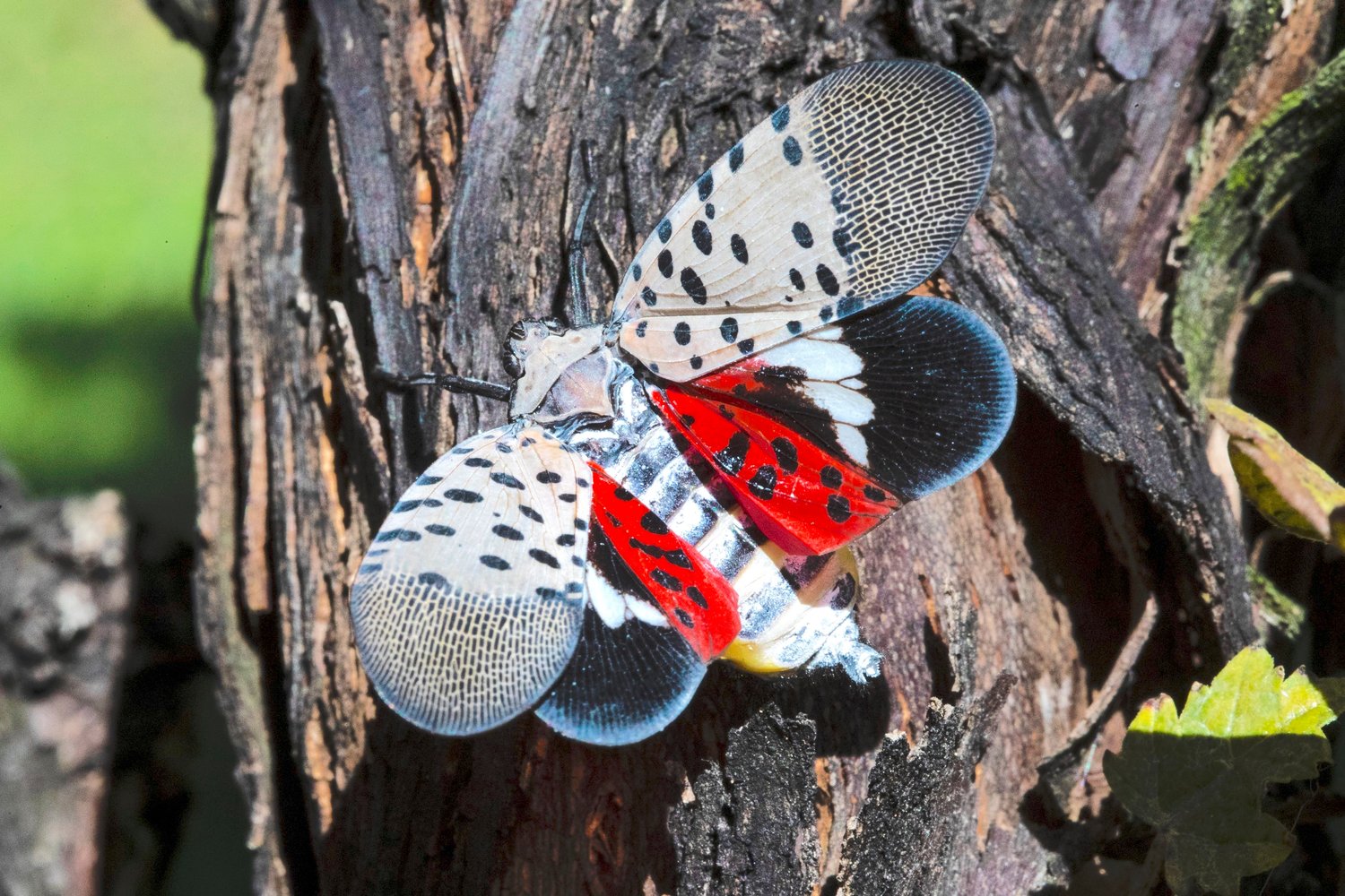 A spotted lanternfly at a vineyard in Kutztown, Pennsylvania. Spotted lanternfly along with Asian jumping worms are the latest threats in New York.