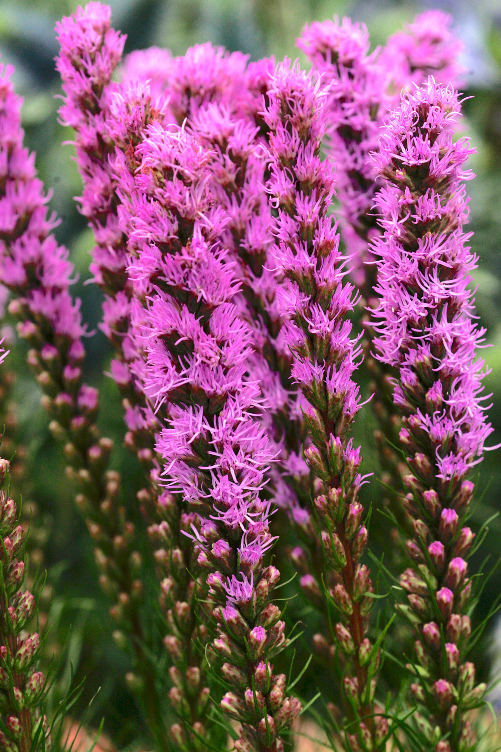 Liatris spicata is seen at Chelsea Flower Show in London. Instead of butterfly bushes, which are considered invasive, plant native summersweet (Clethra alnifolia) or blazing star (Liatris spicata).