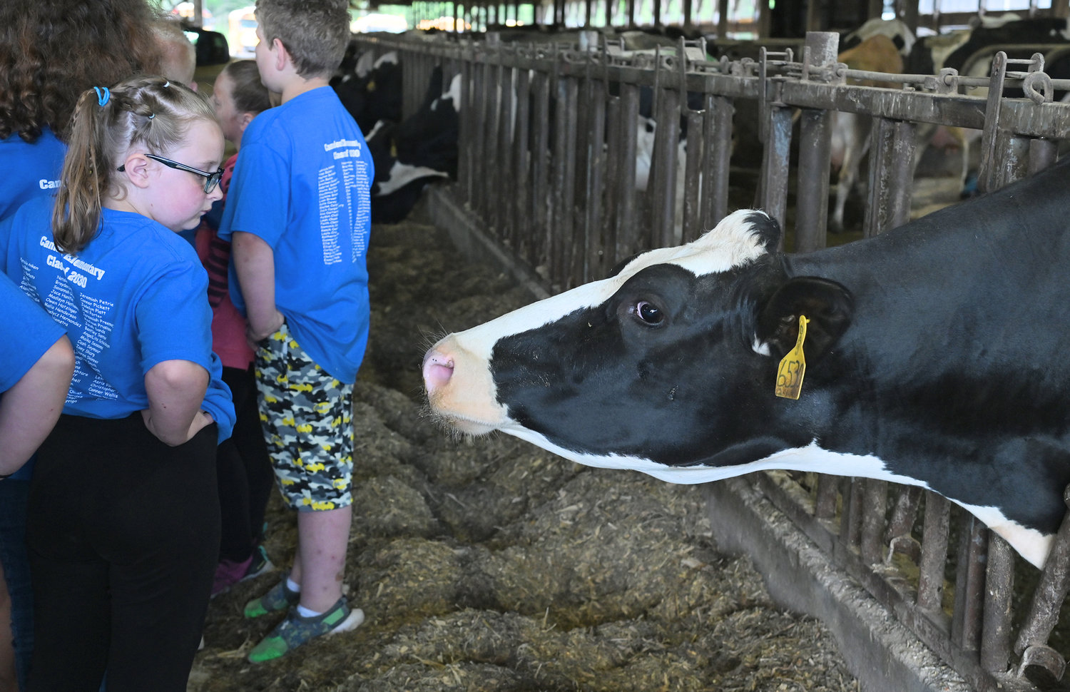 A cow in a DiNitto Farms barn greets a Farm Fest visitor from Camden Elementary School. The DiNitto Farms milks almost 600 cows per day and have about 1,200 cattle.