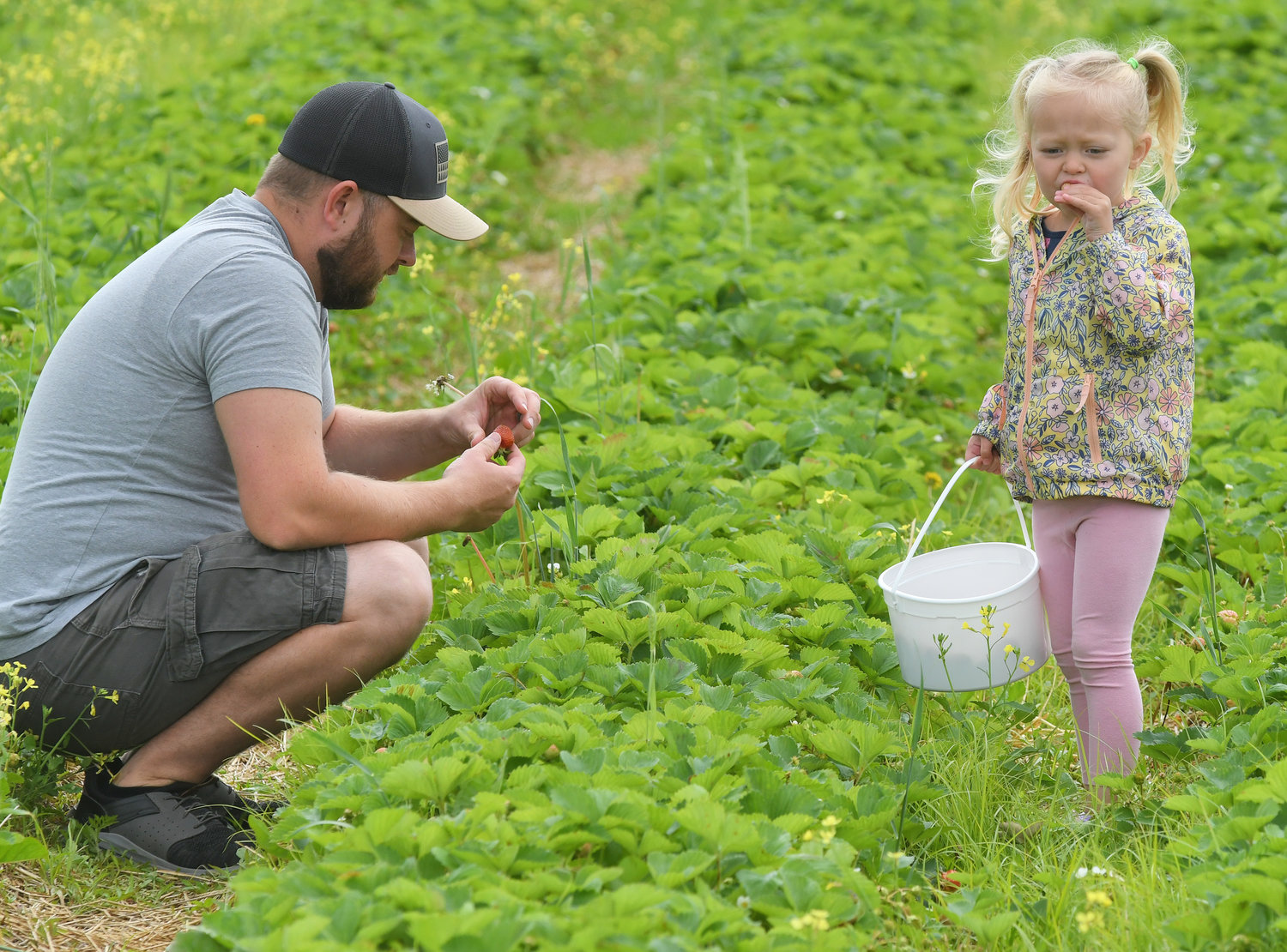 While dad Casey Cossitt-Yager picks and inspects each strawberry at Swistak Farm, three year old Hadley Cossitt-Yager does her won taste inspection Wednesday morning on the first day of u-pick strawberry picking.