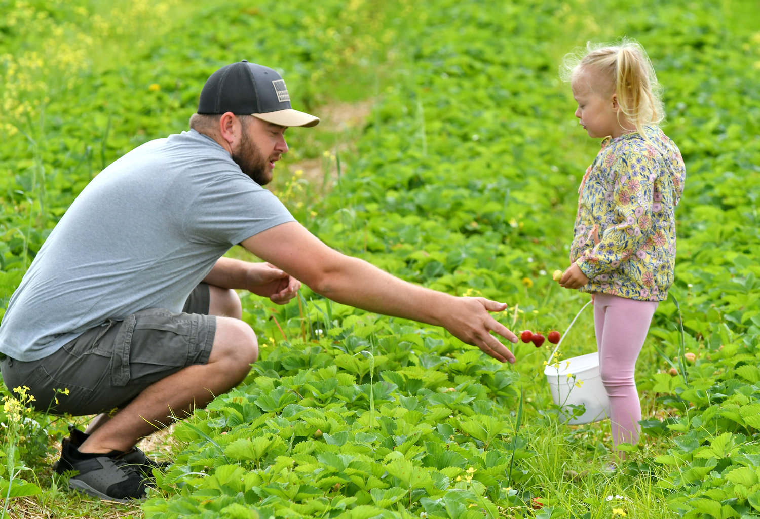 While dad Casey Cossitt-Yager picks and inspects each strawberry at Swistak Farm, three year old Hadley Cossitt-Yager does her won taste inspection Wednesday morning on the first day of u-pick strawberry picking.They are from Hamilton.