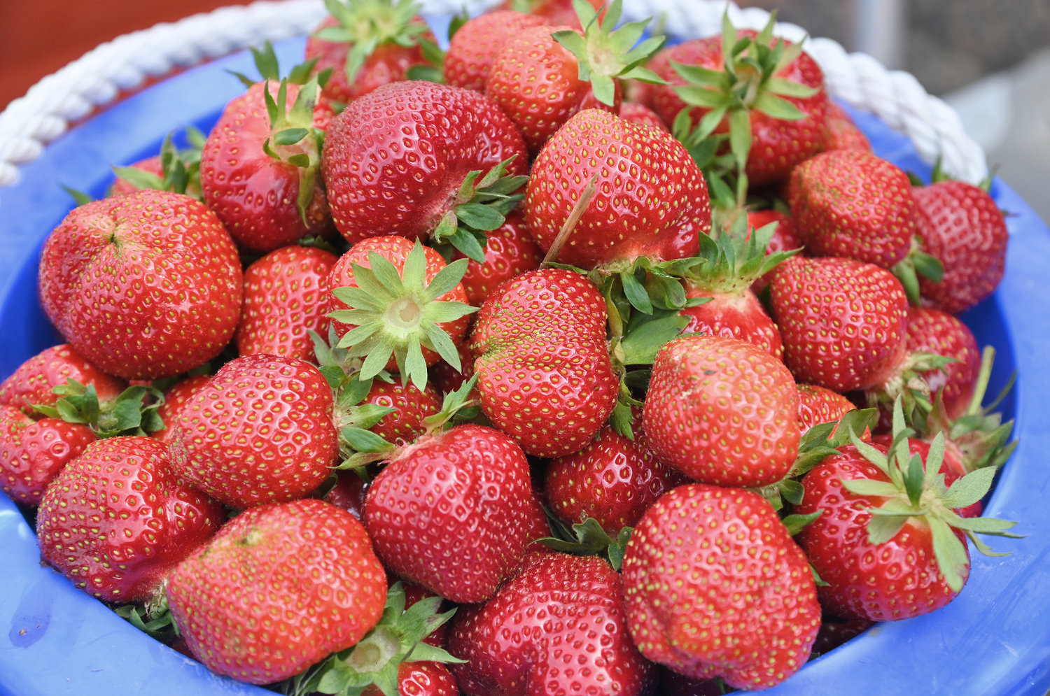 Strawberry's in a bucket at Swistak Farm on the first day of strawberry picking season on Greenway-New London Rd.