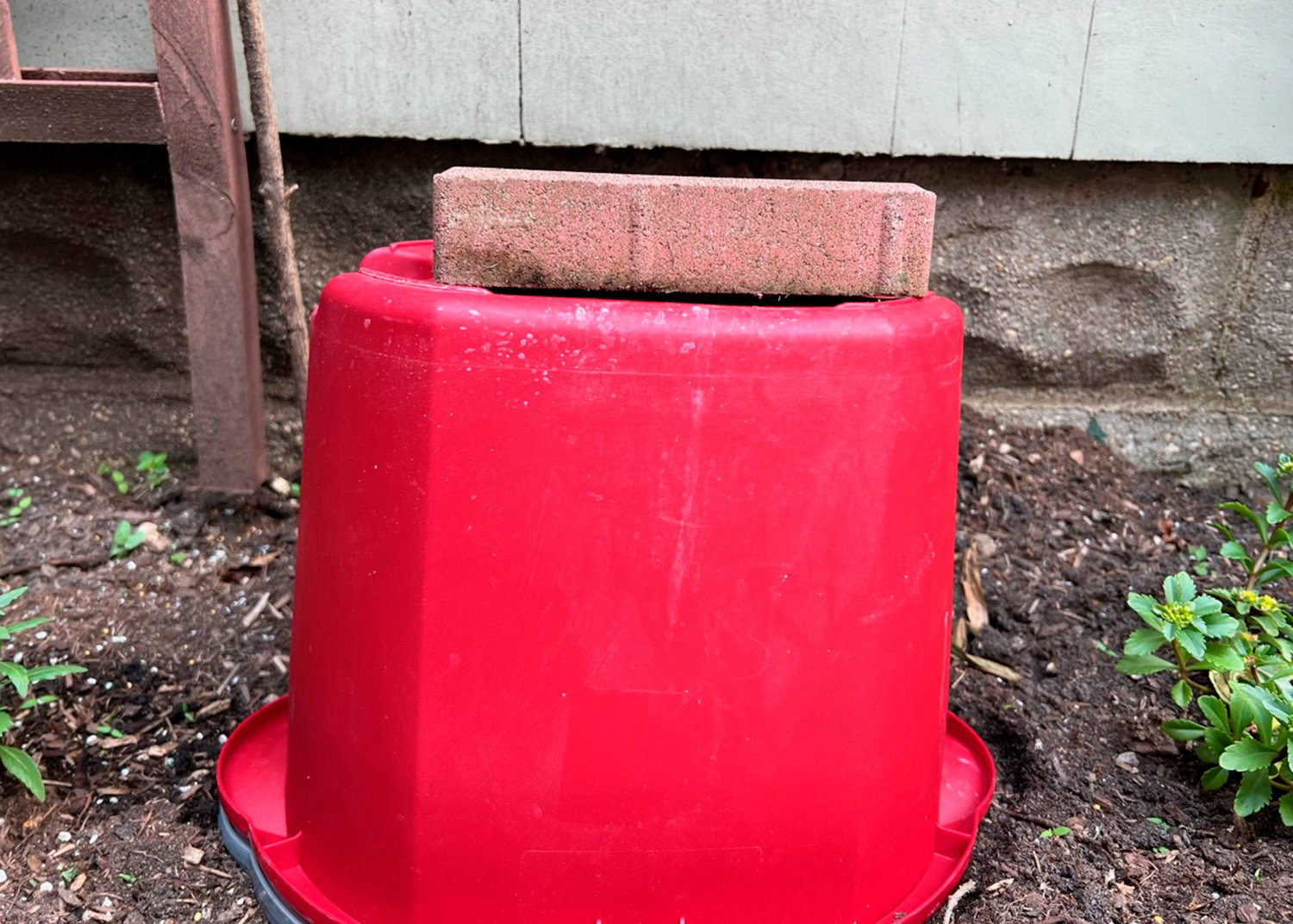 This May 2022 photo provided by Jessica Damiano shows a bucket held in place with a brick over a small blooming phlox plant — a simple but effective method of protecting delicate flowers during summer storms.