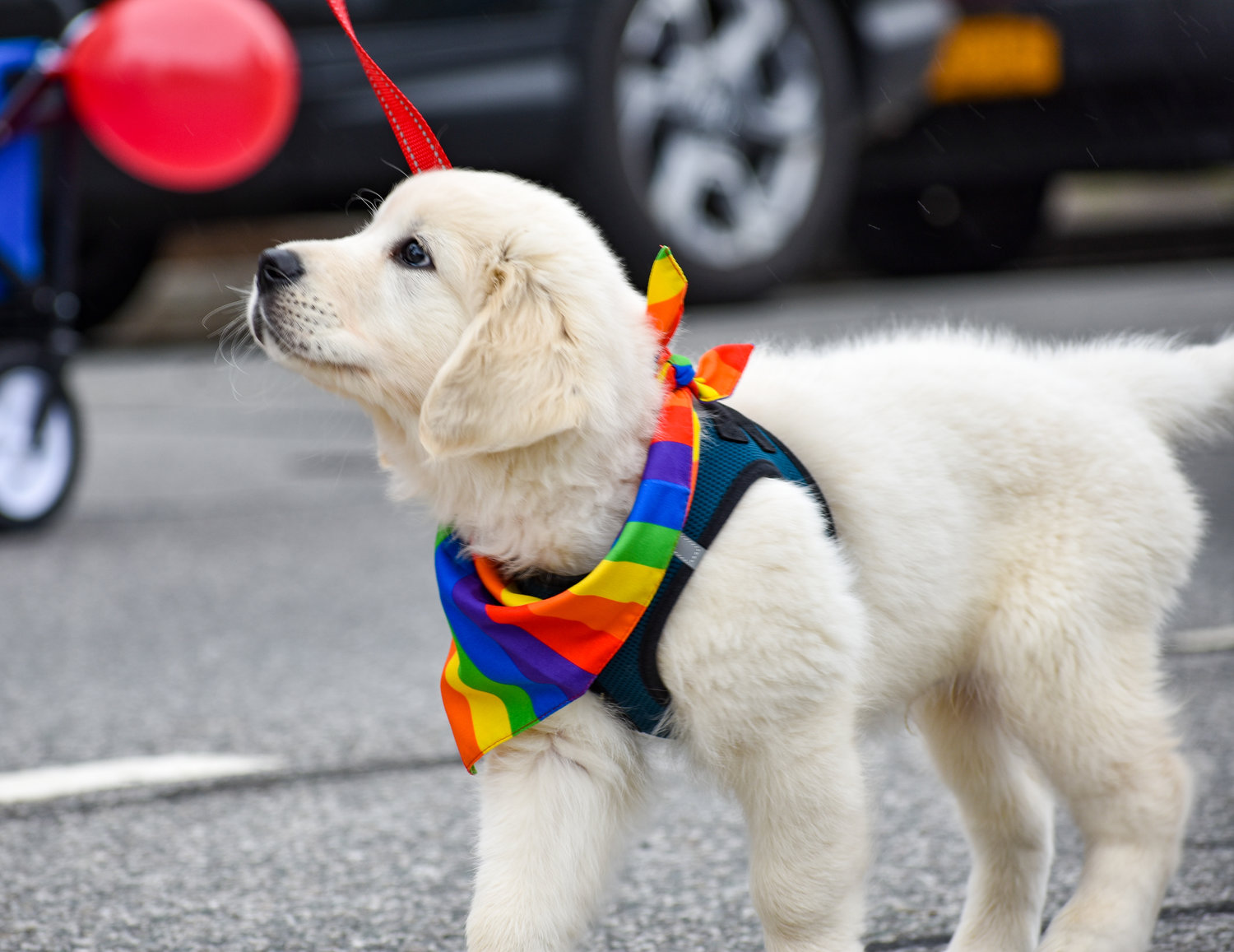A pup struts down Albany Street while wearing a rainbow bandana to show support for the LGBTQ community.
