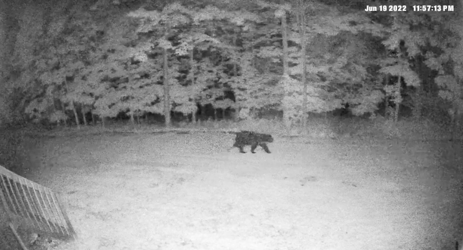A black bear was spotted wandering through a back yard in rural Westmoreland shortly before midnight on Sunday. The DEC warns residents to keep their distance if they spot a bear on their property, and to be mindful of any potential food sources, like uncovered trash cans and bird feeders. Black bears are often spotted in the spring, the start of mating season.