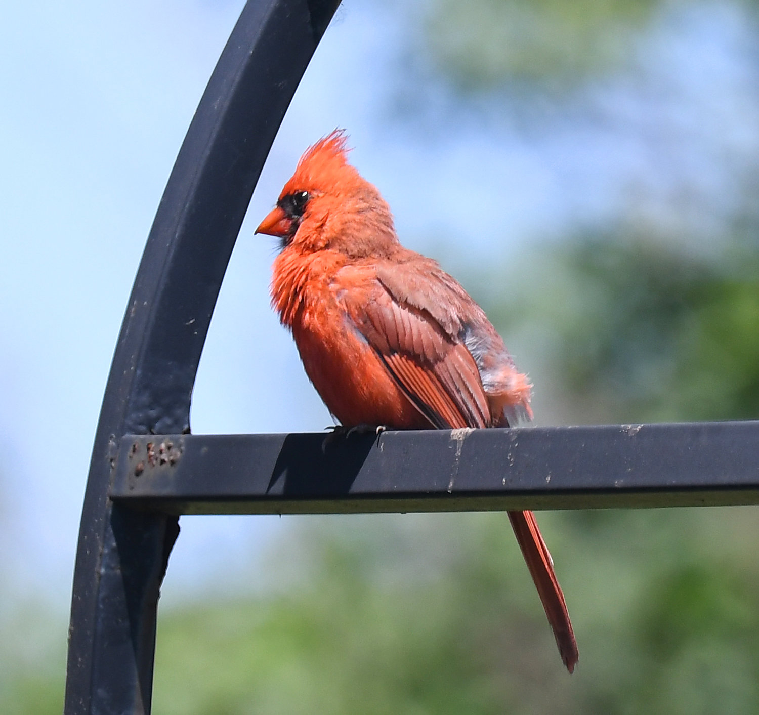 A male cardinal rests in a front yard on Wood Creek Road. The state has launched a birding challenge and residents who spot cardinals and other feathered friends can earn prizes for their efforts.