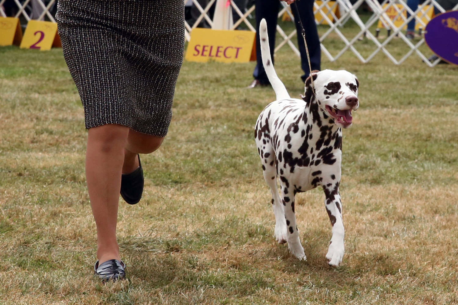A Dalmatian competes at the Westminster Kennel Club Dog Show on Tuesday in Tarrytown, N.Y.